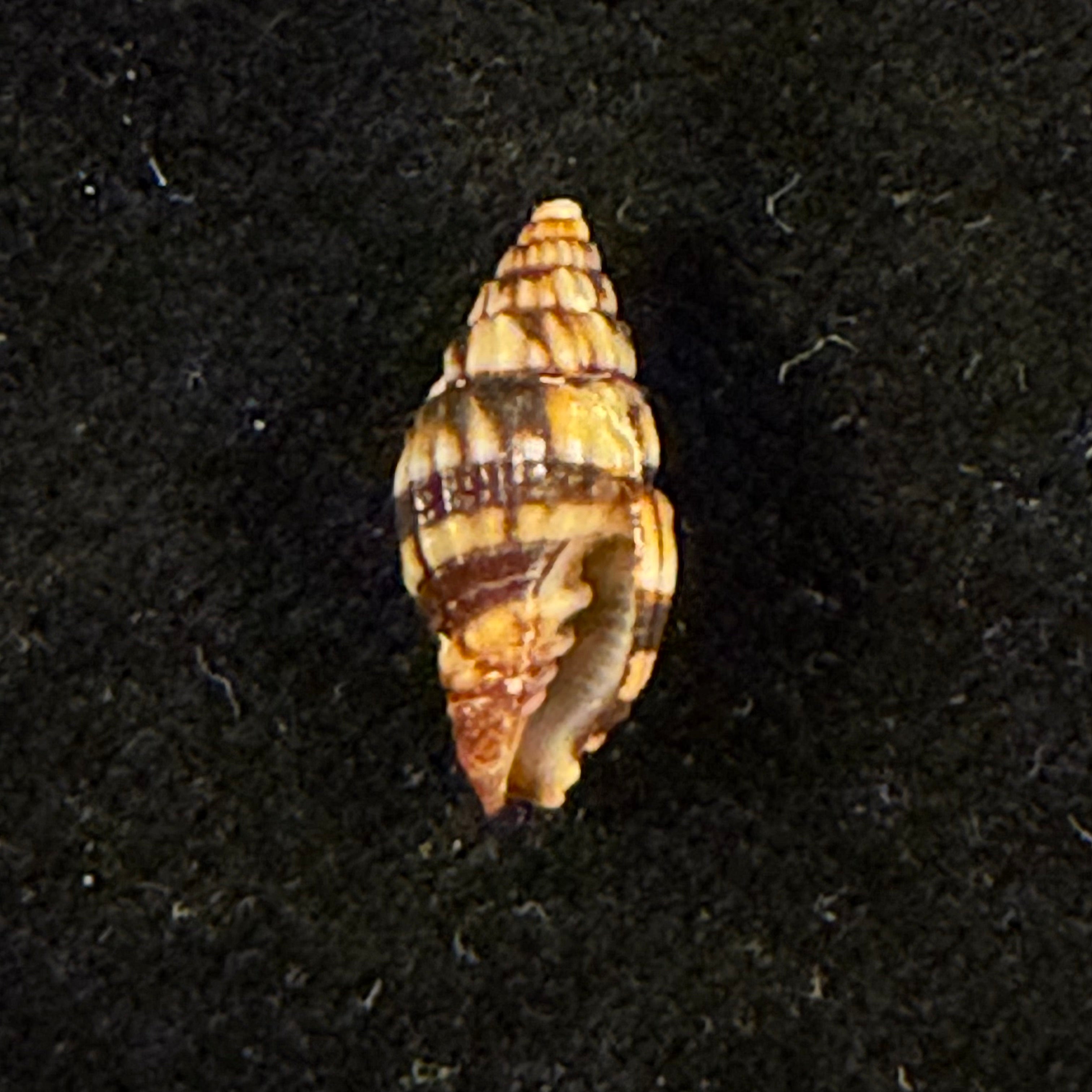 Vexillum dermestinum (Lamarck, 1811) - 13,7mm