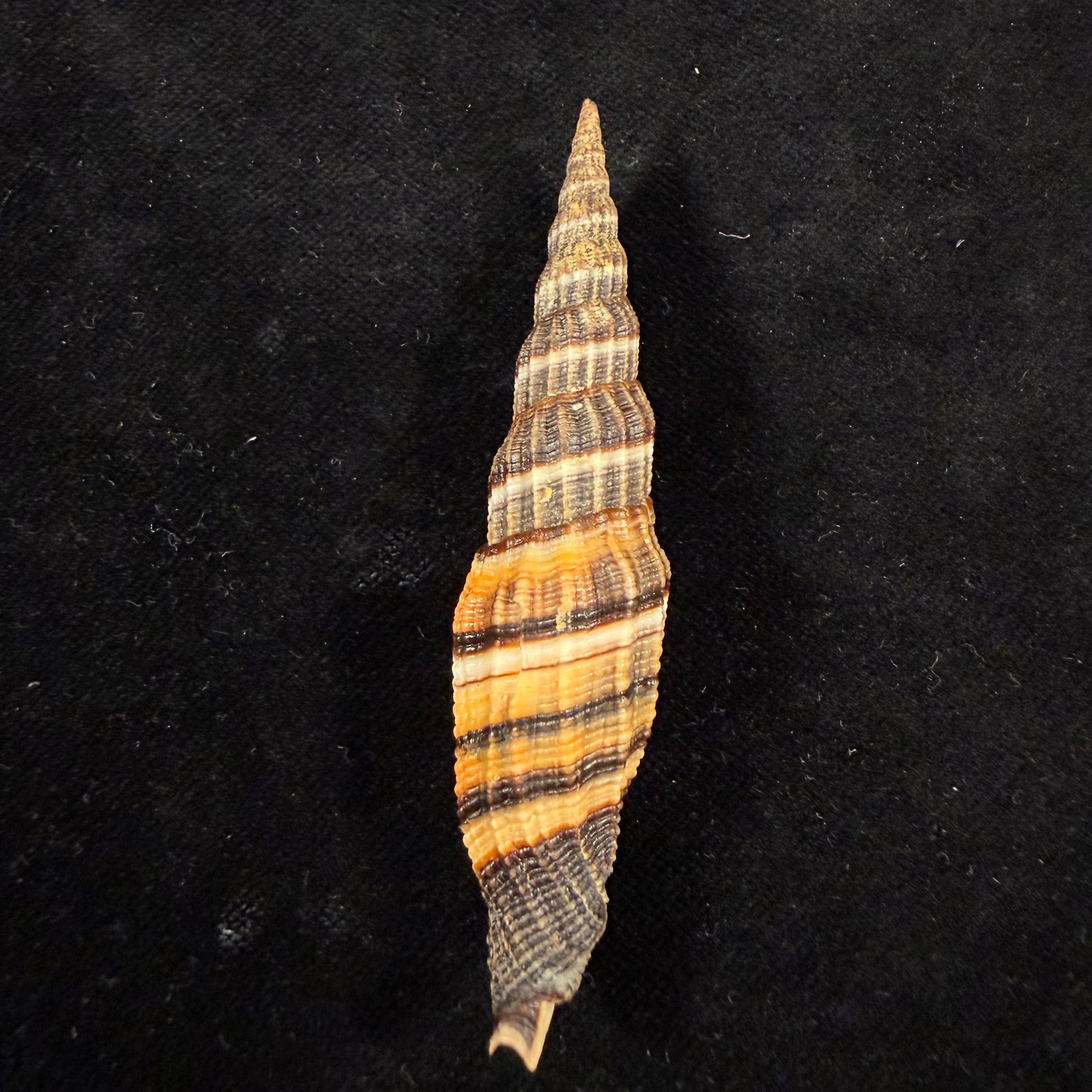 Vexillum citrinum Gmelin, 1791 - 77,5mm