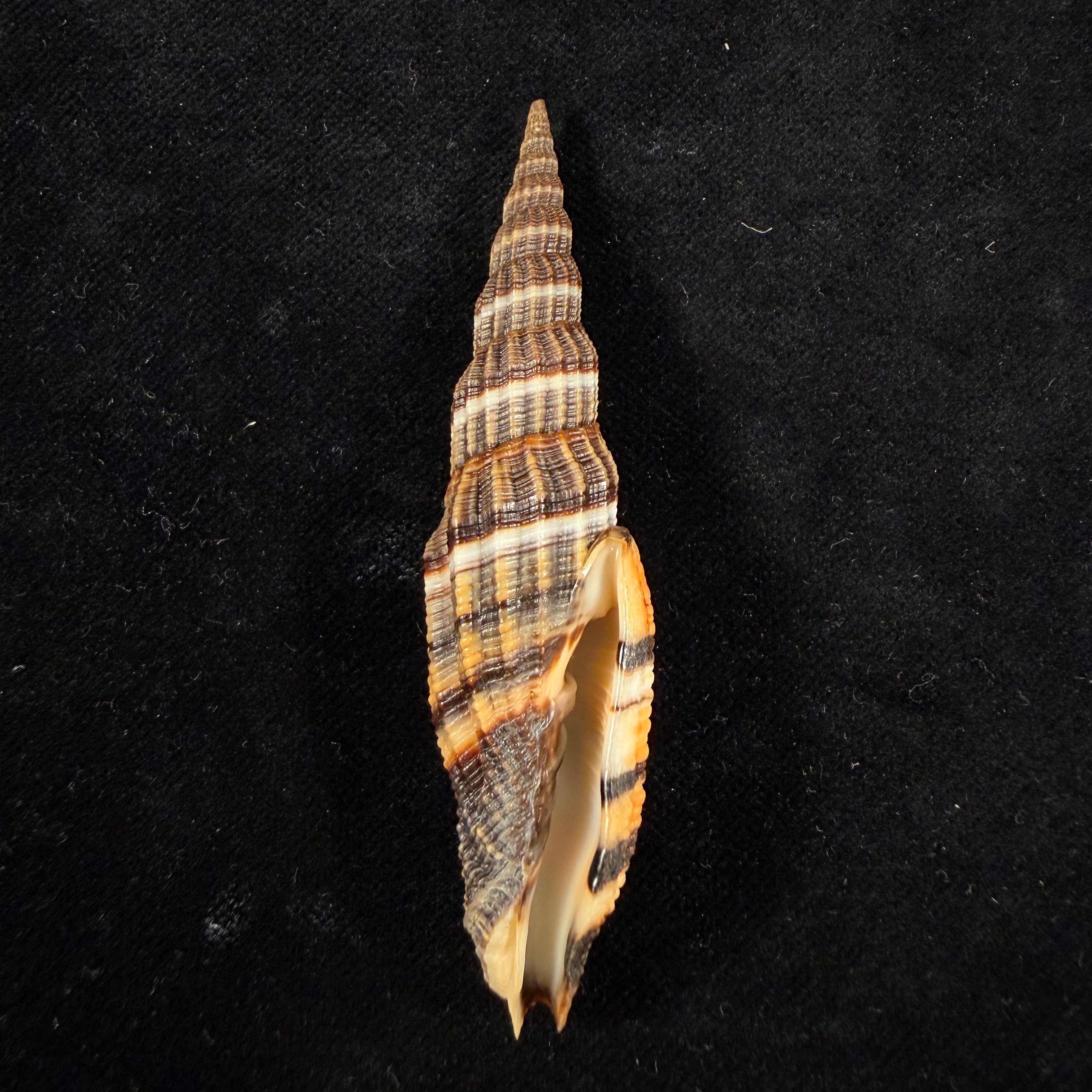 Vexillum citrinum Gmelin, 1791 - 77,5mm