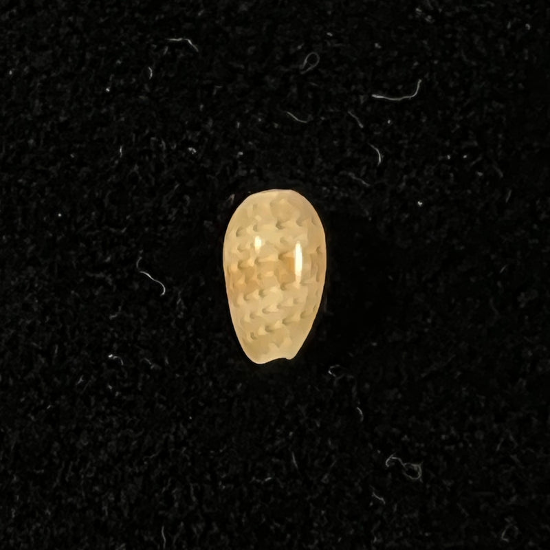 Persicula sagittata (Hinds, 1844) - 6,5mm