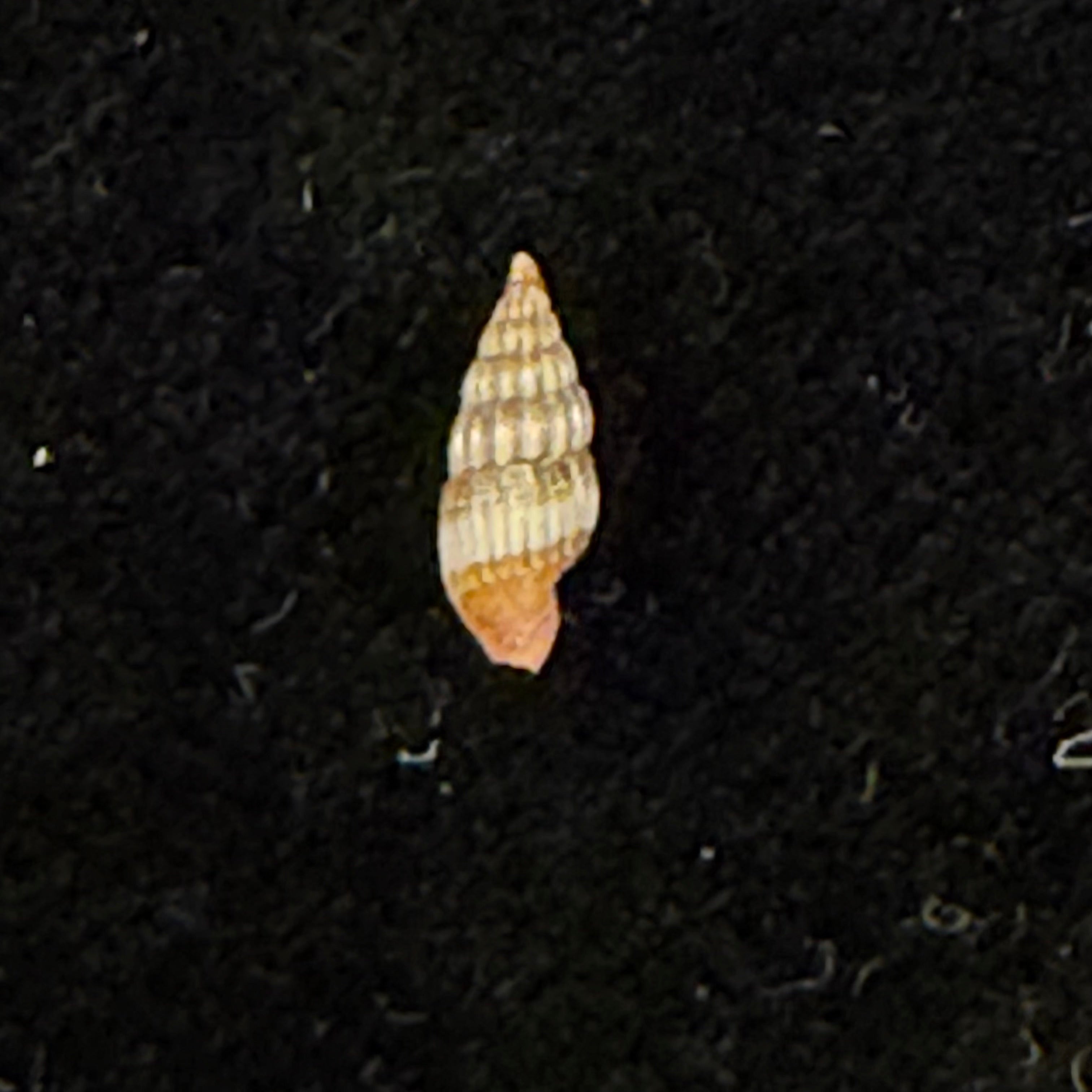 Vexillum diutenerum (Hervier, 1897) - 6mm