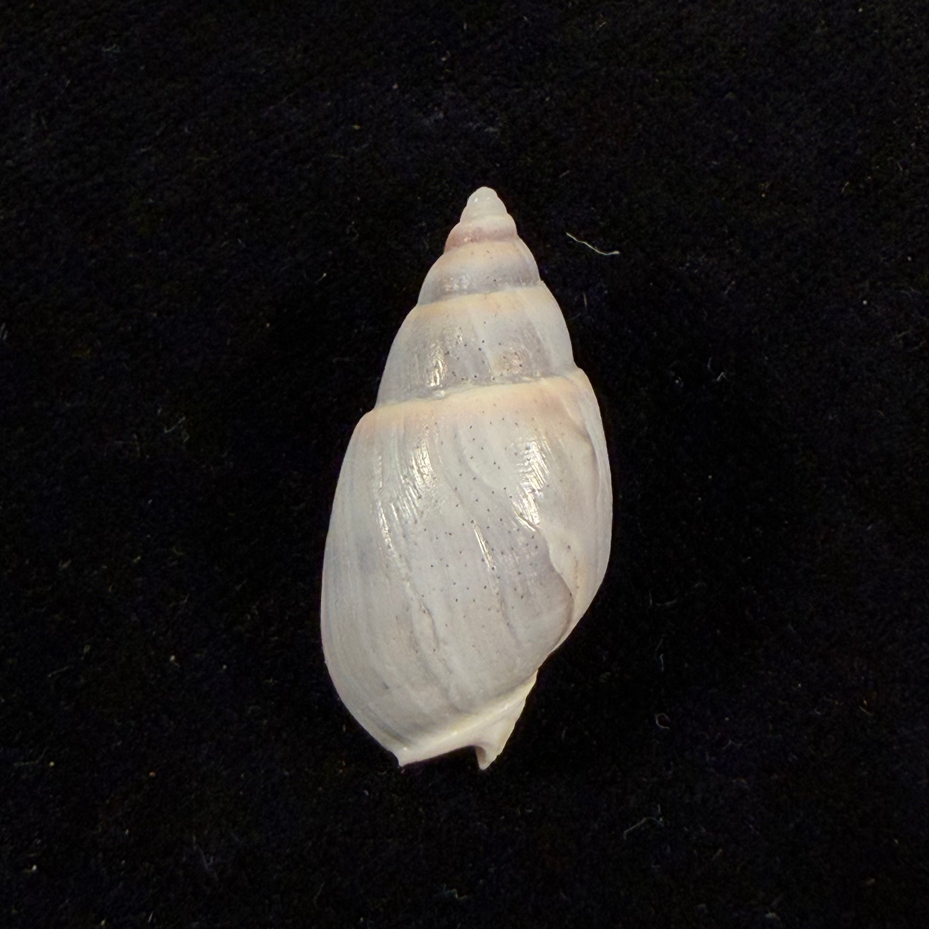 Buccinastrum duartei (Klappenbach, 1961) - 28,2mm