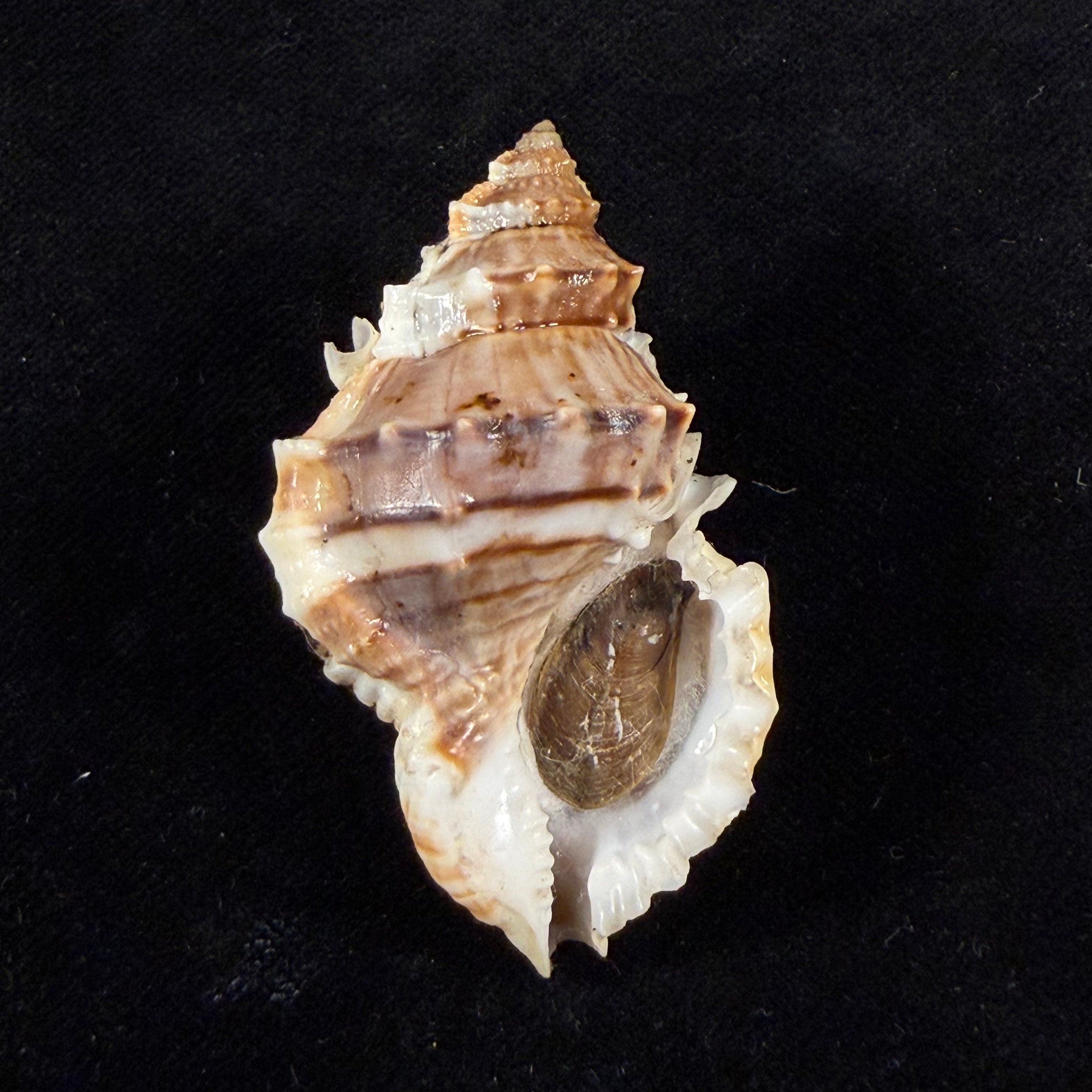 Marsupina nana (Broderip & G. B. Sowerby I, 1829) - 52,3mm
