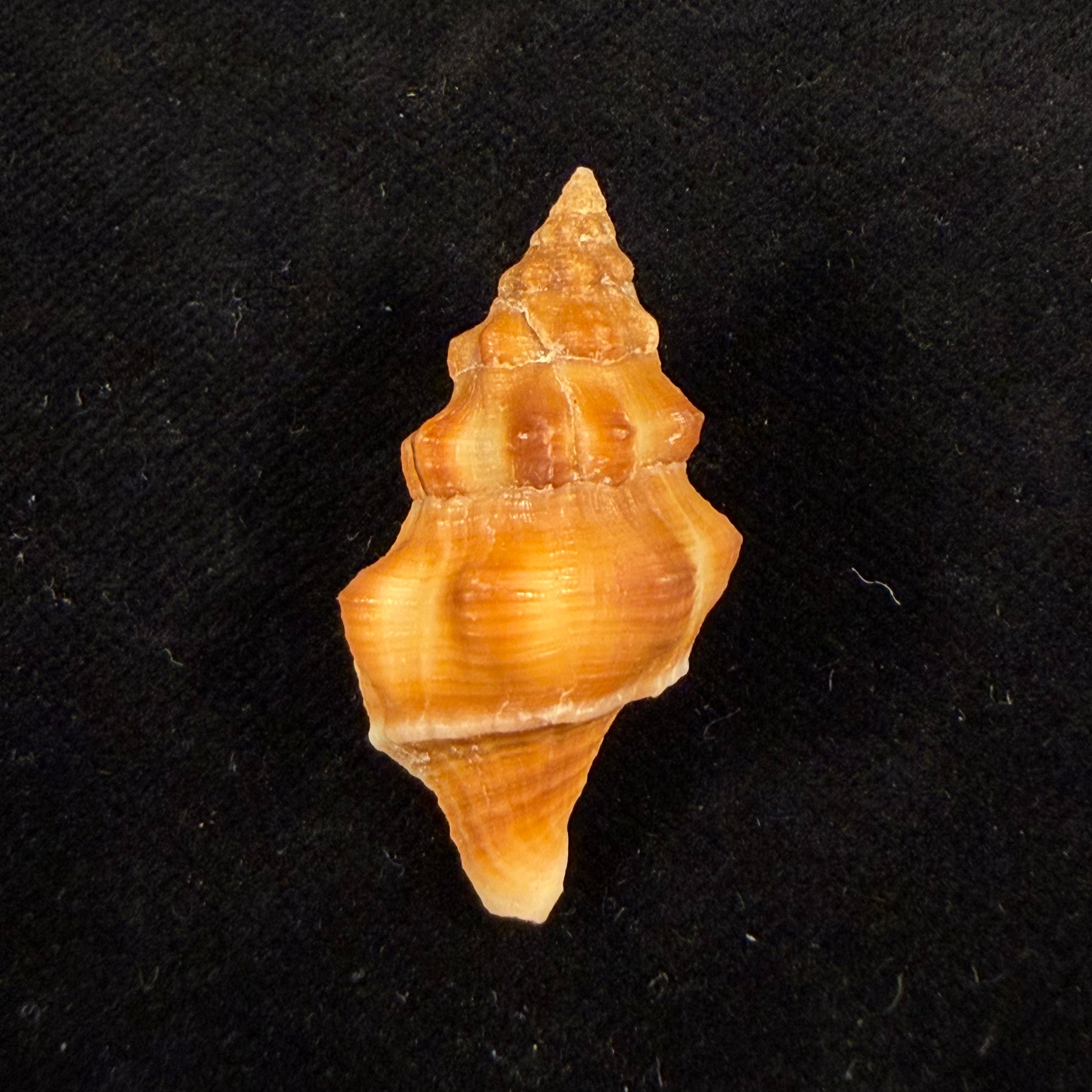 Leucozonia nassa (Gmelin, 1791) - 35,2mm