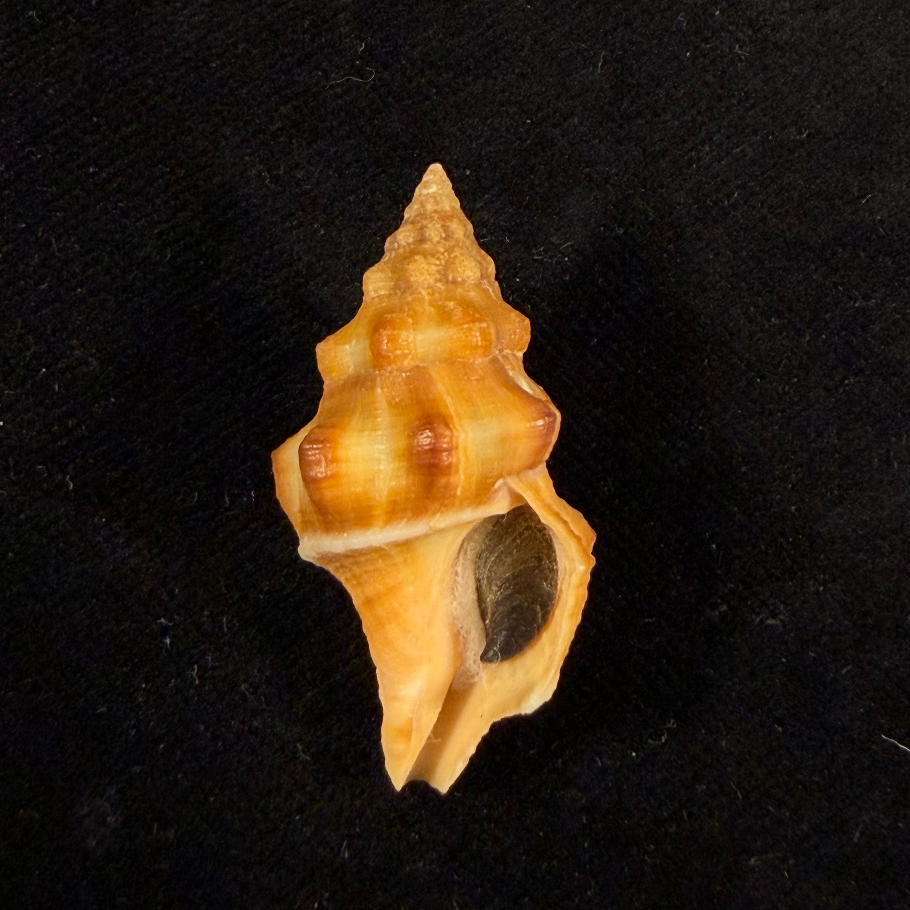 Leucozonia nassa (Gmelin, 1791) - 35,2mm