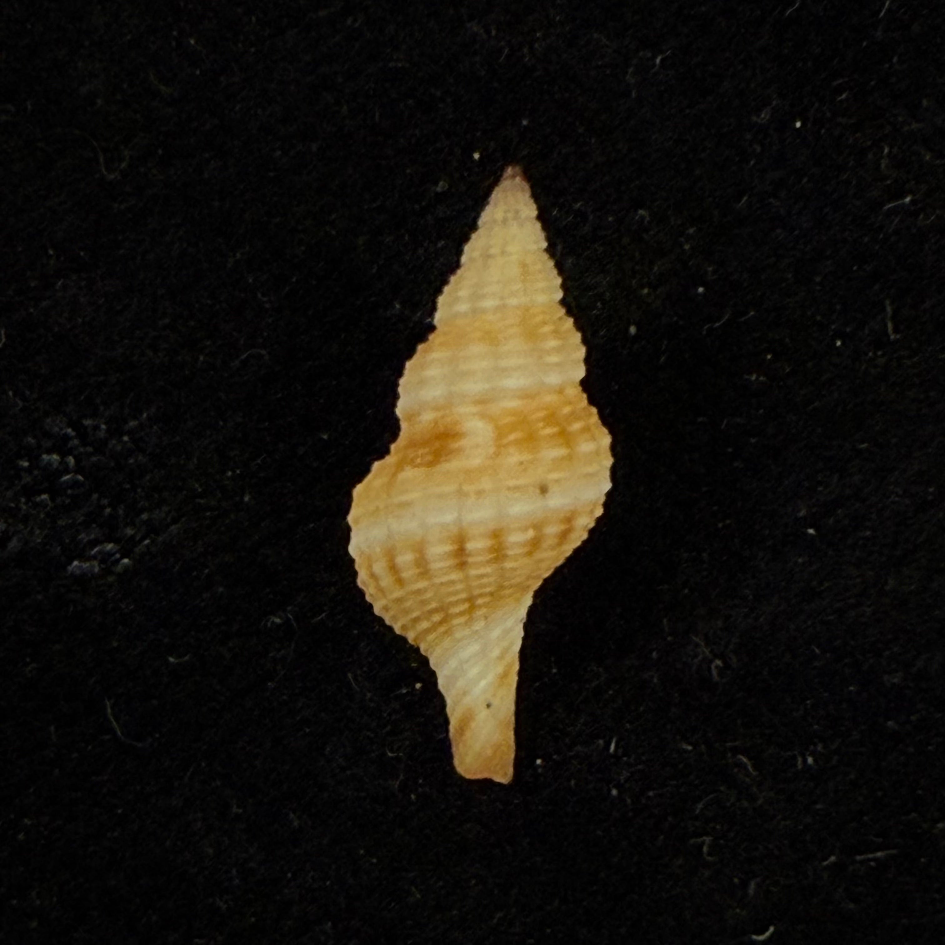 Takashius kuroseanus (Okutani, 1975) - 17,6mm