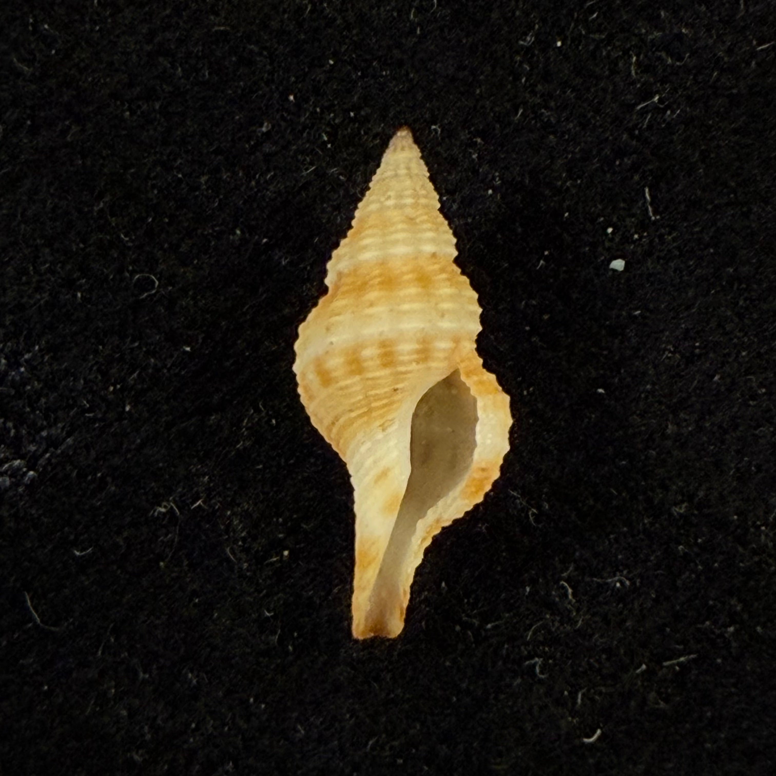 Takashius kuroseanus (Okutani, 1975) - 17,6mm