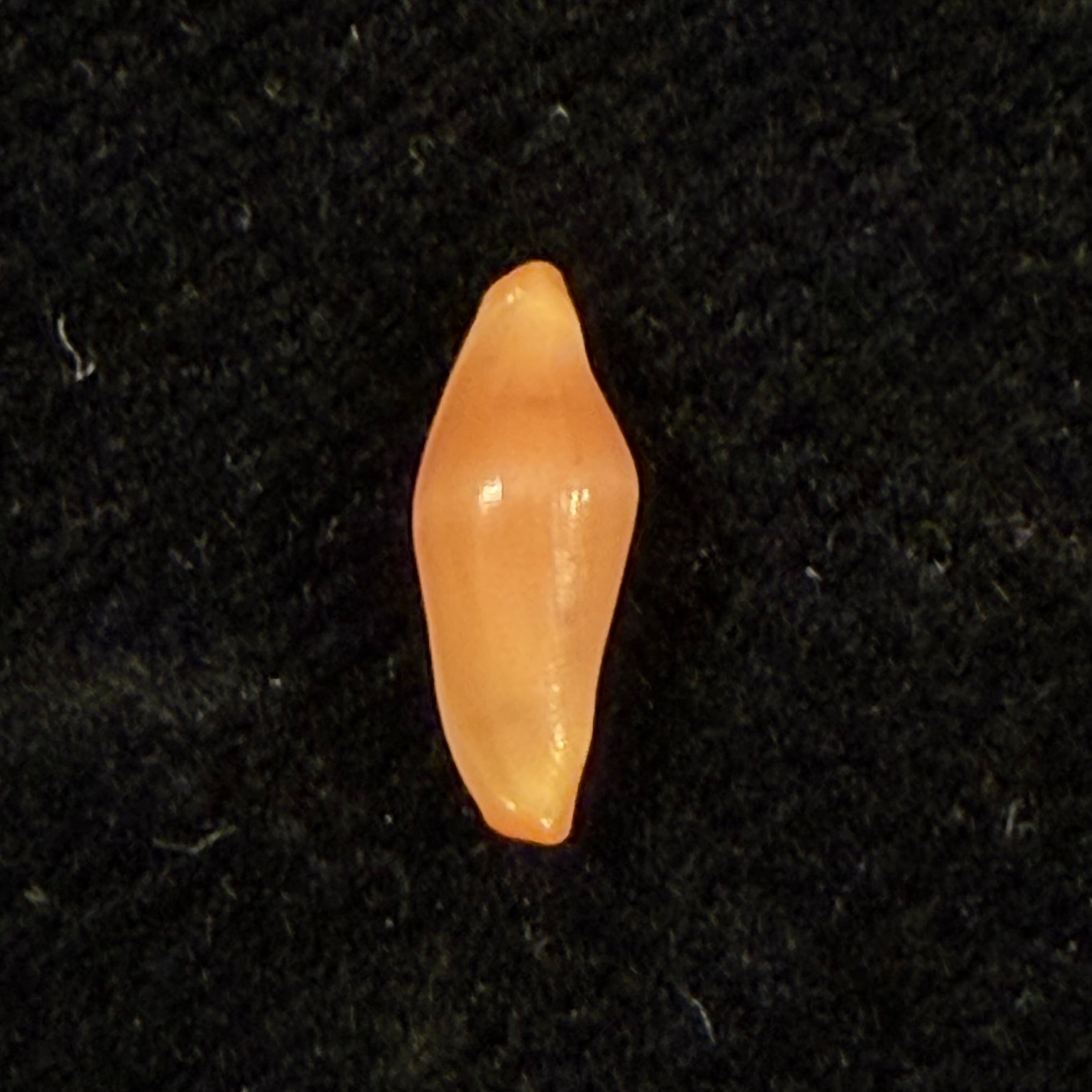 Crenavolva traillii (A. Adams, 1856) - 9,7mm