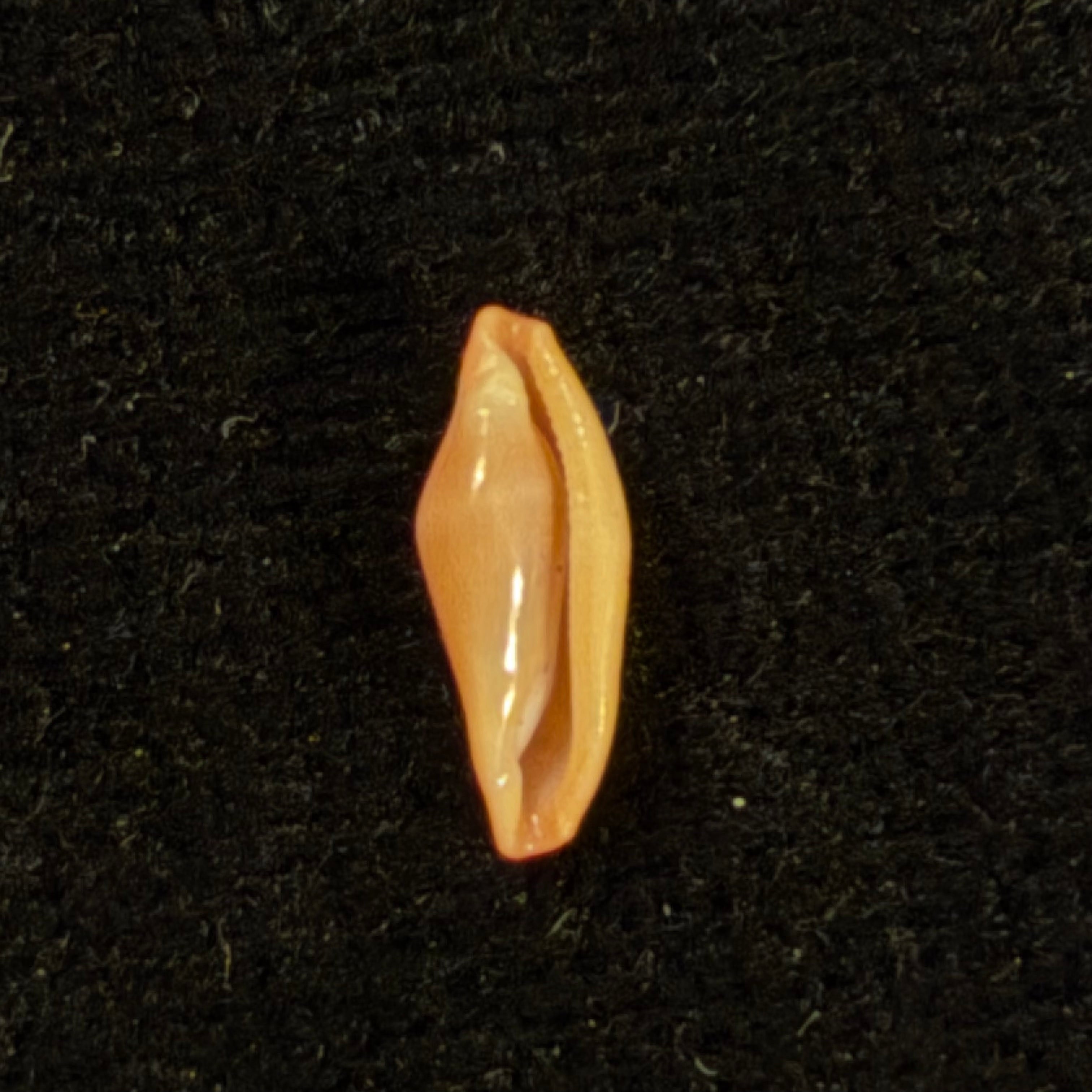 Crenavolva traillii (A. Adams, 1856) - 9,7mm