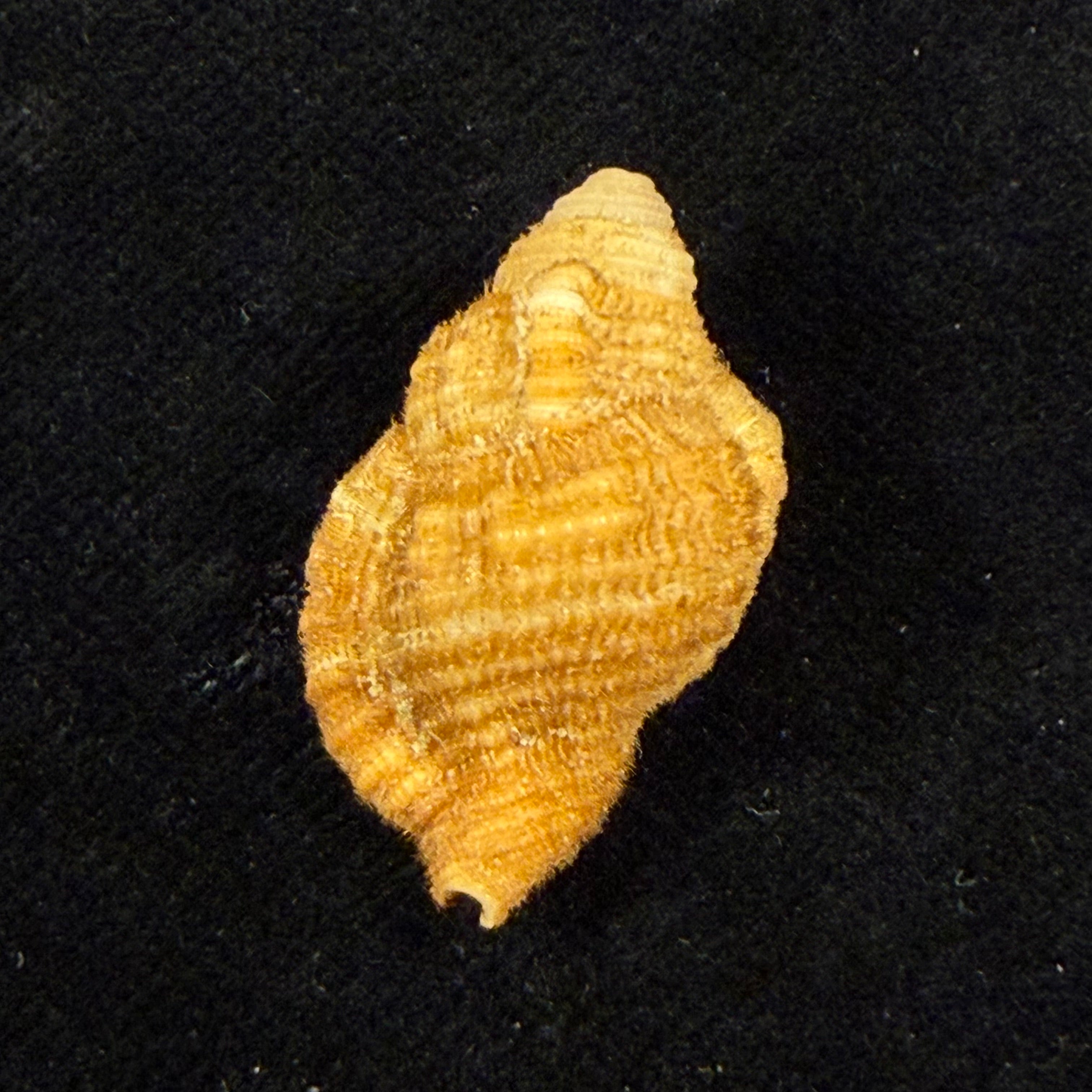 Septa occidentalis (Mörch, 1877) - 26,7mm