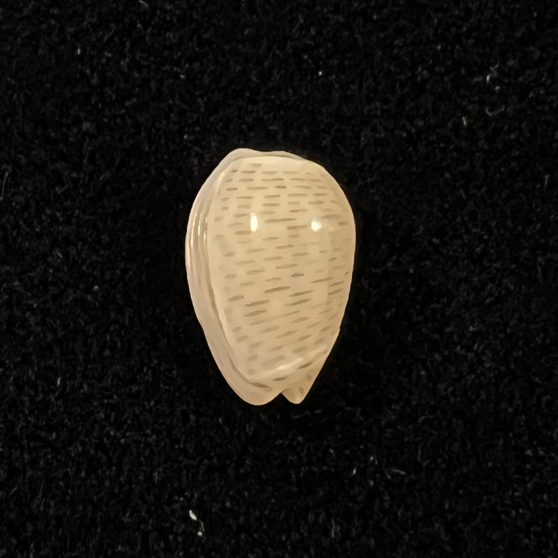 Persicula interruptolineata (Megerle von Mühlfeld, 1816) - 10,1mm