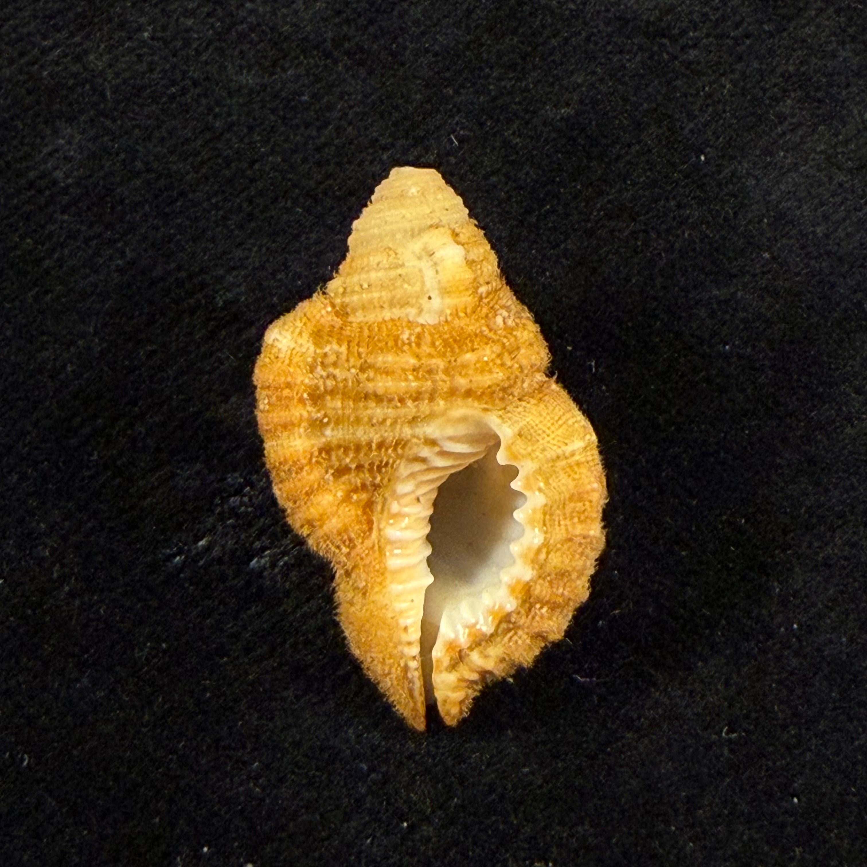 Septa occidentalis (Mörch, 1877) - 26,7mm