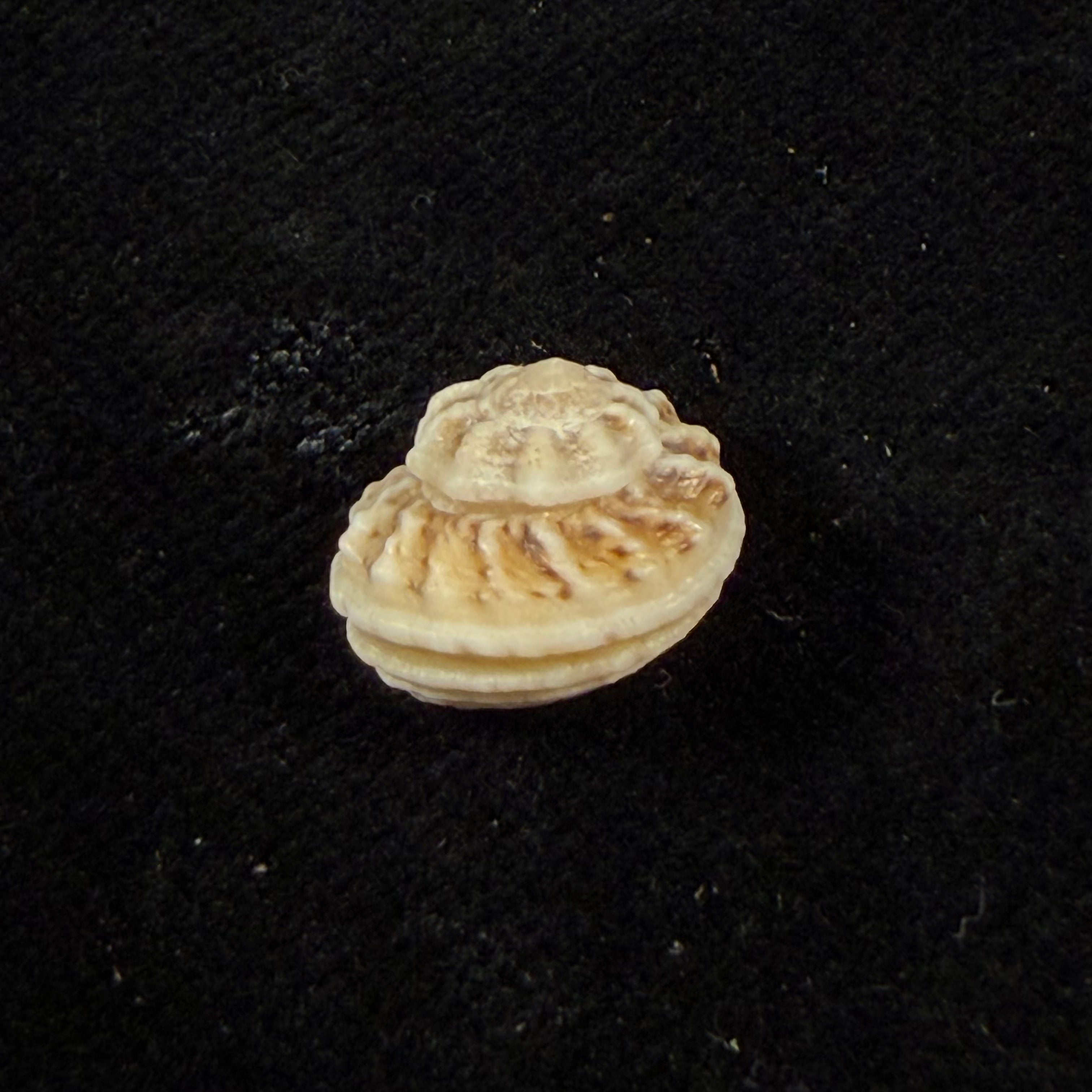 Modulus modulus (Linnaeus, 1758) - 13mm