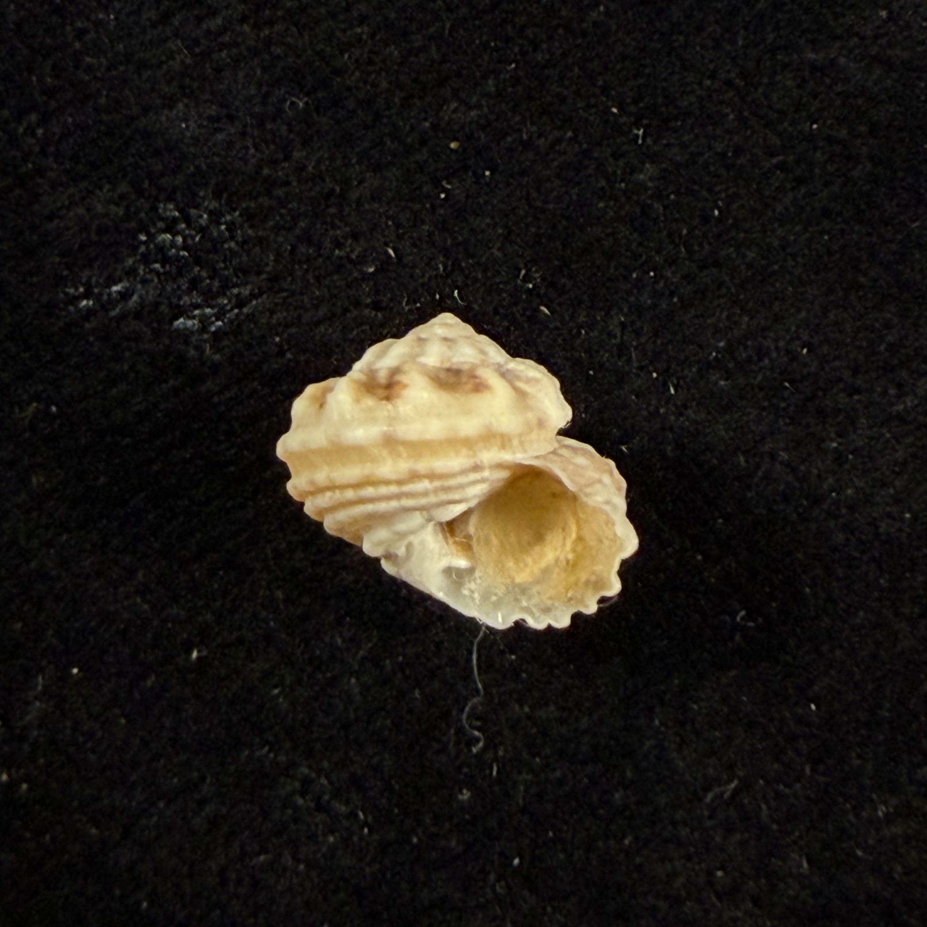 Modulus modulus (Linnaeus, 1758) - 13mm