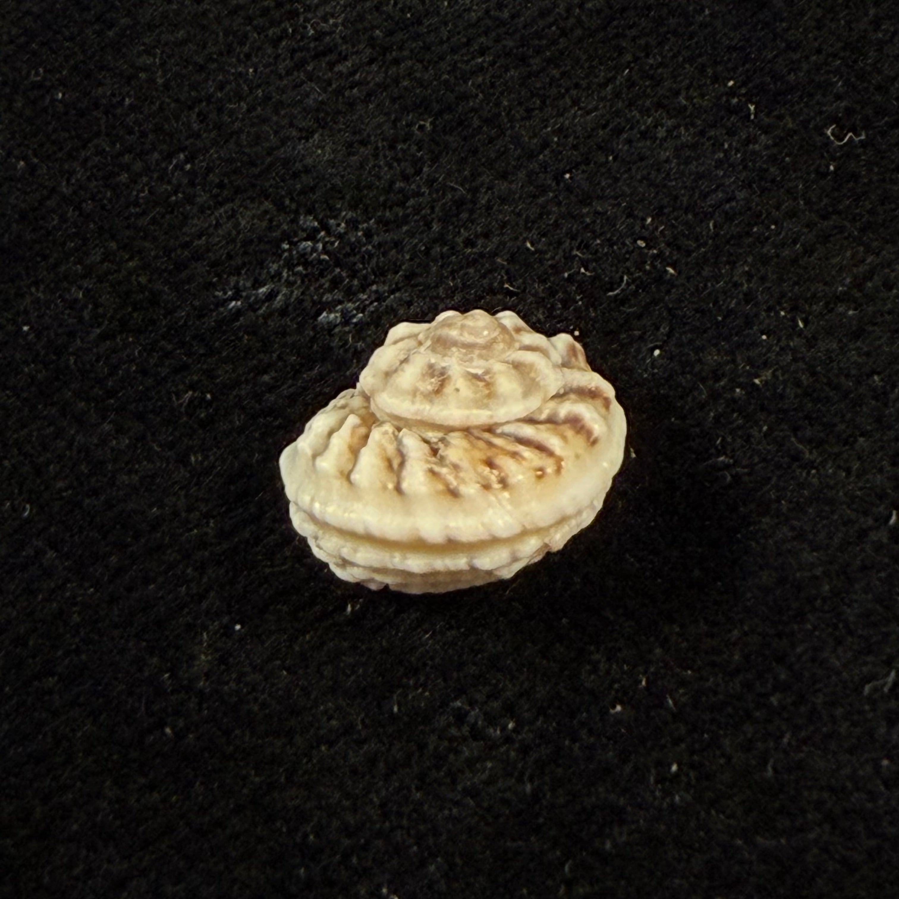 Modulus modulus (Linnaeus, 1758) - 13,3mm