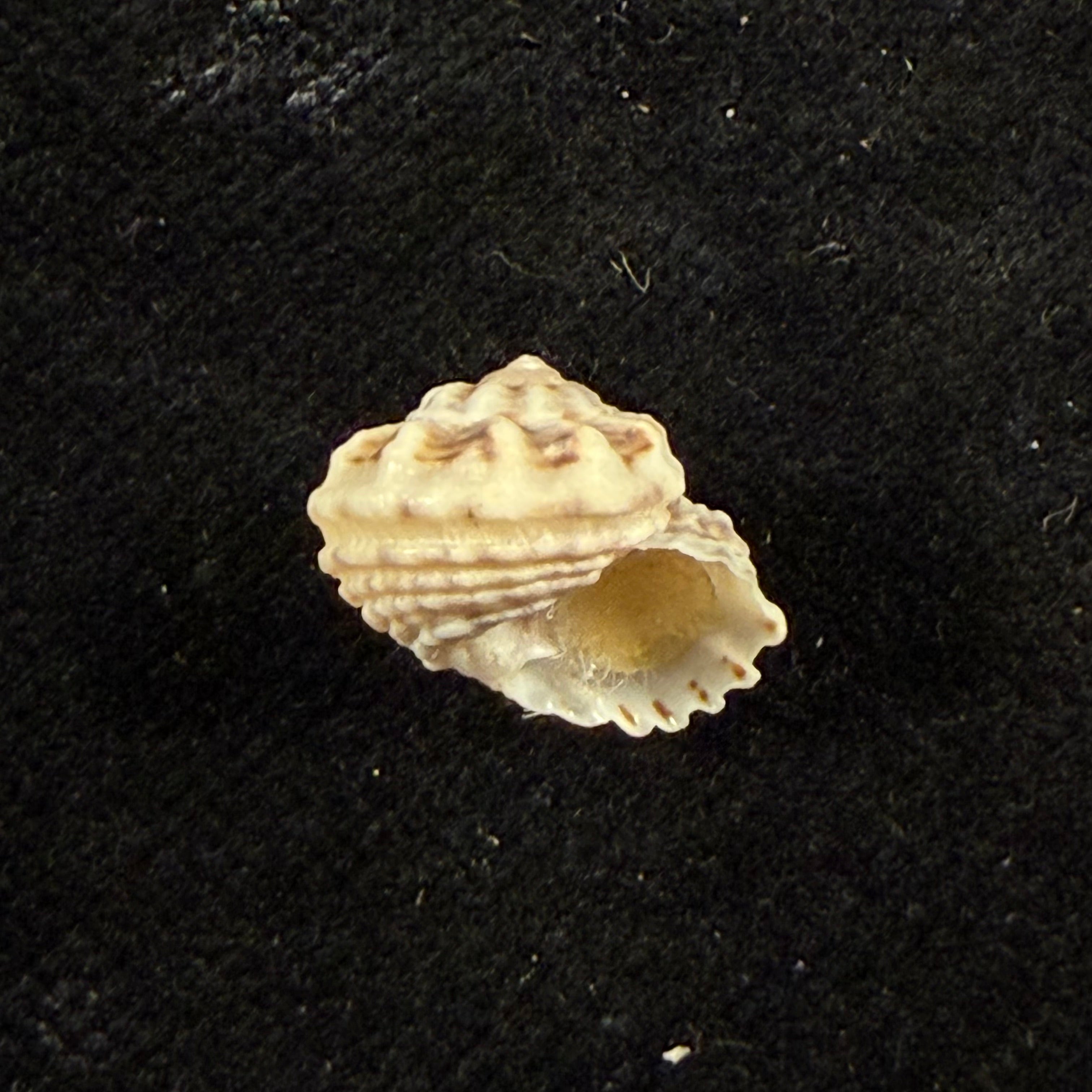 Modulus modulus (Linnaeus, 1758) - 13,3mm