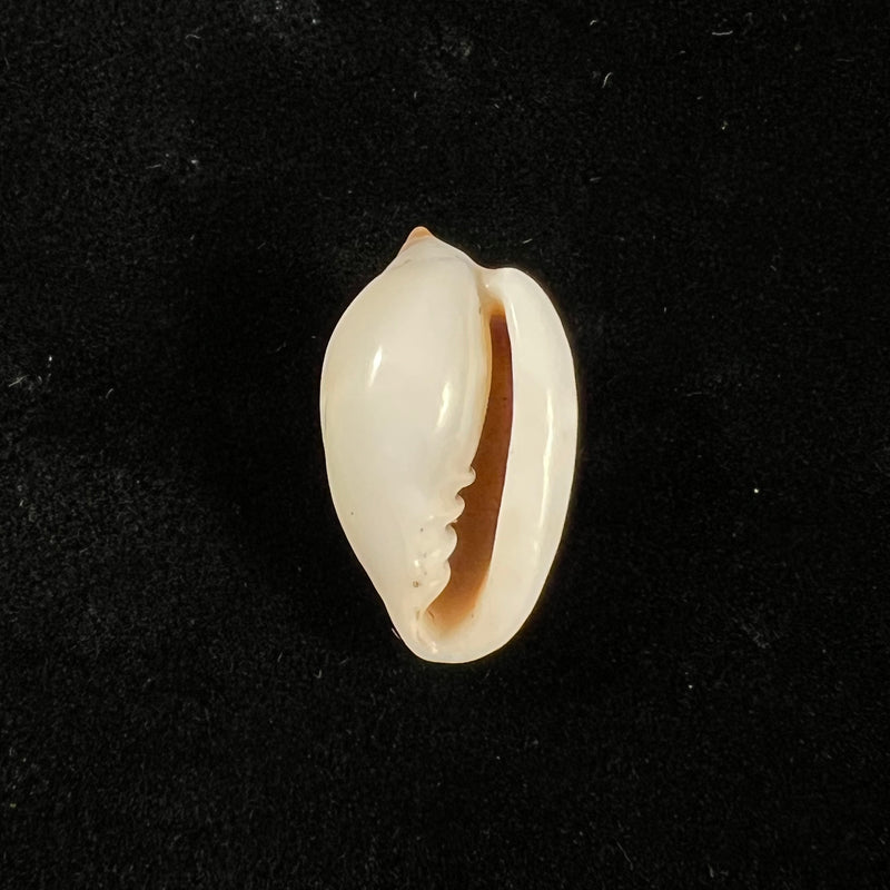 Prunum marginatum (Born, 1778) - 24,5mm