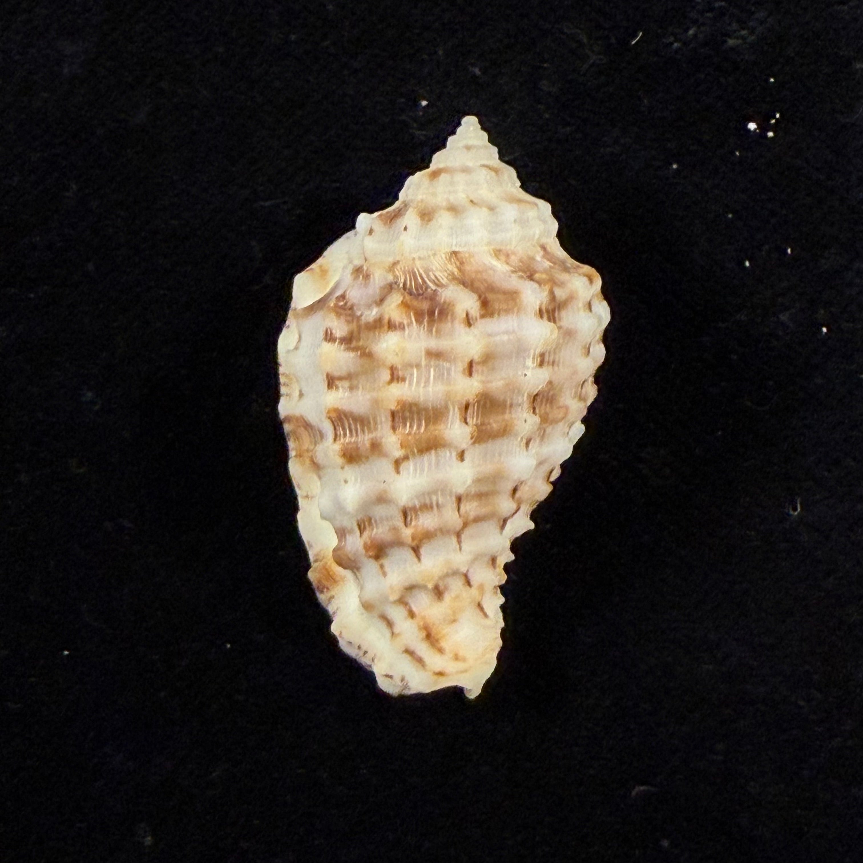 渡边小菅莫鲁姆, 1981 - 34,9mm