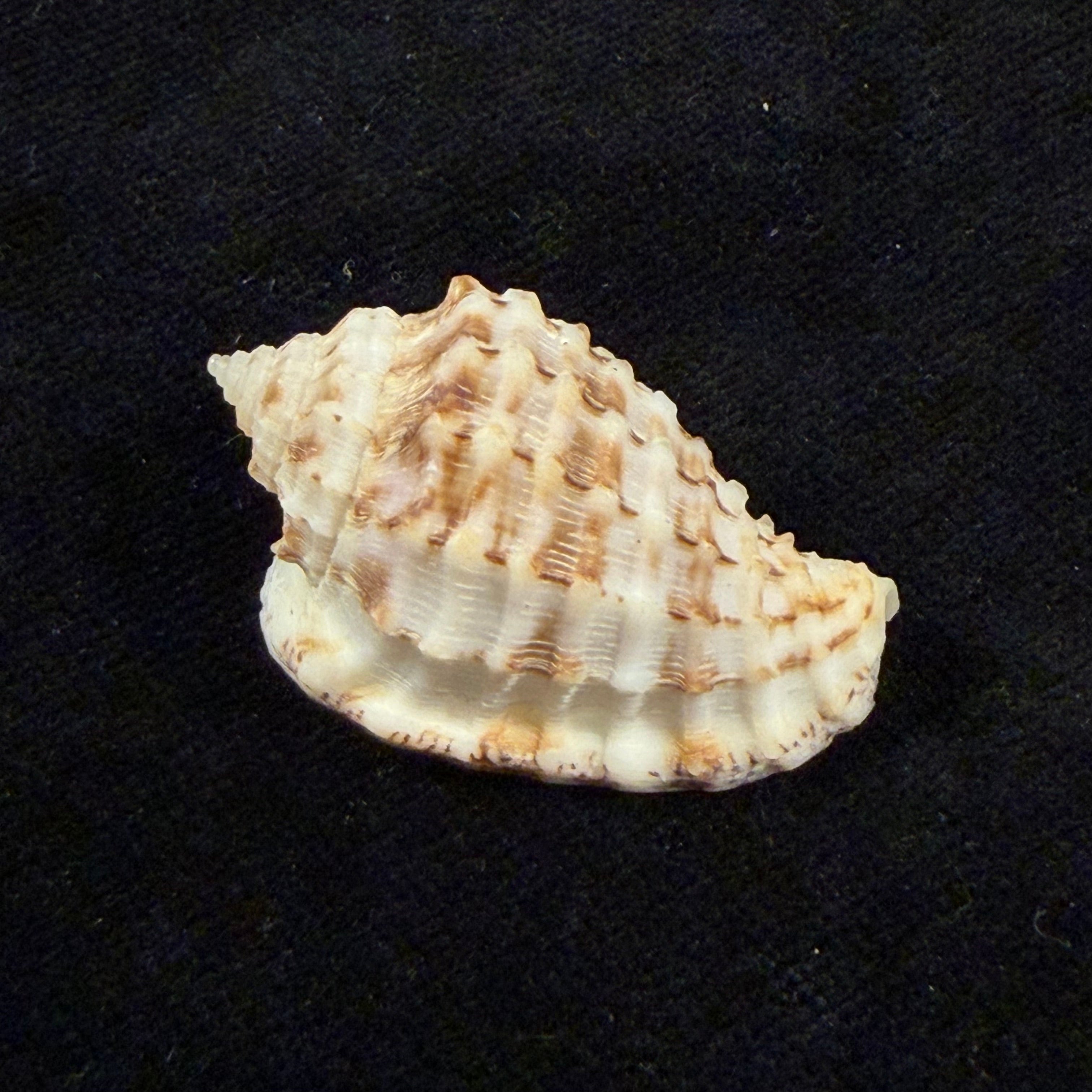 渡边小菅莫鲁姆, 1981 - 34,9mm