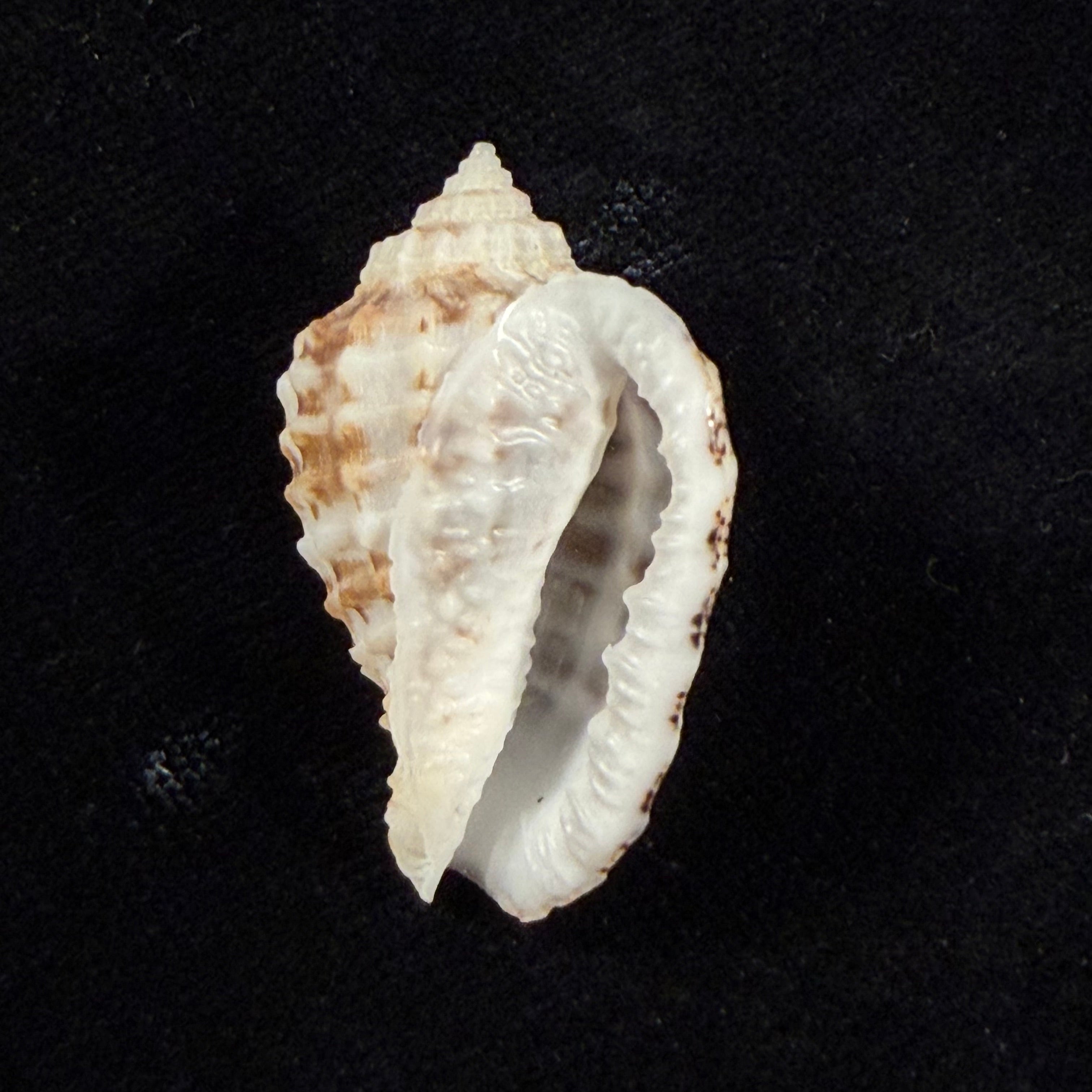 渡边小菅莫鲁姆, 1981 - 34,9mm