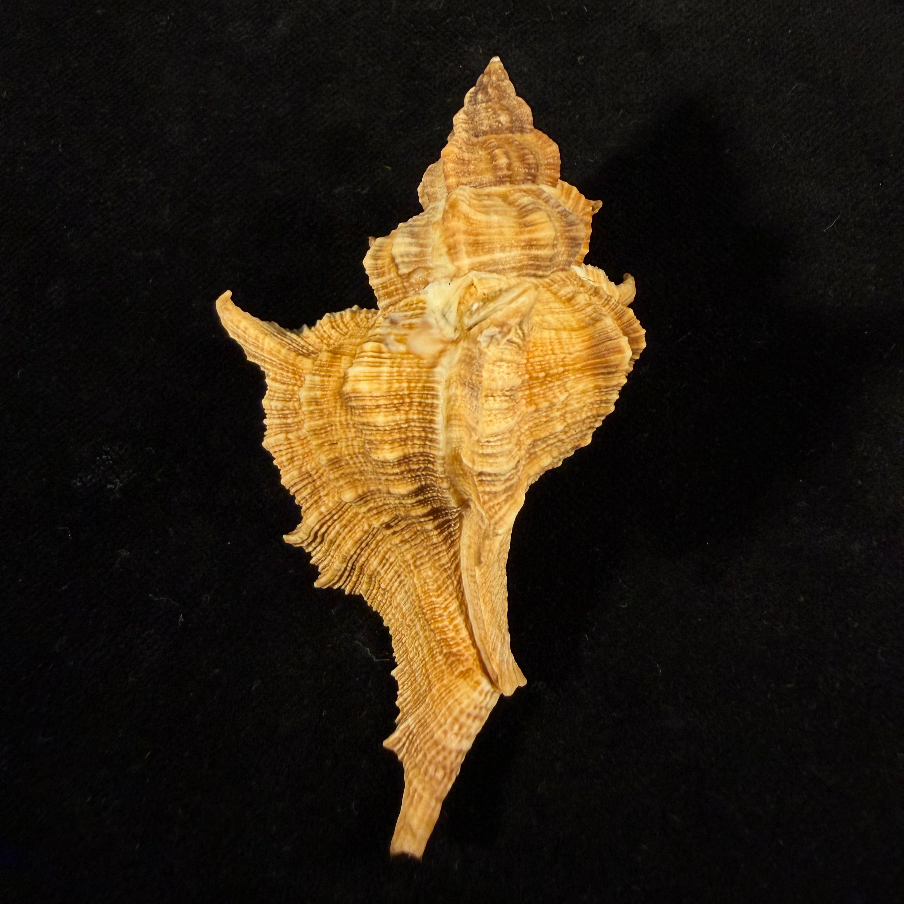 Siratus senegalensis (Gmelin, 1791) - 78mm