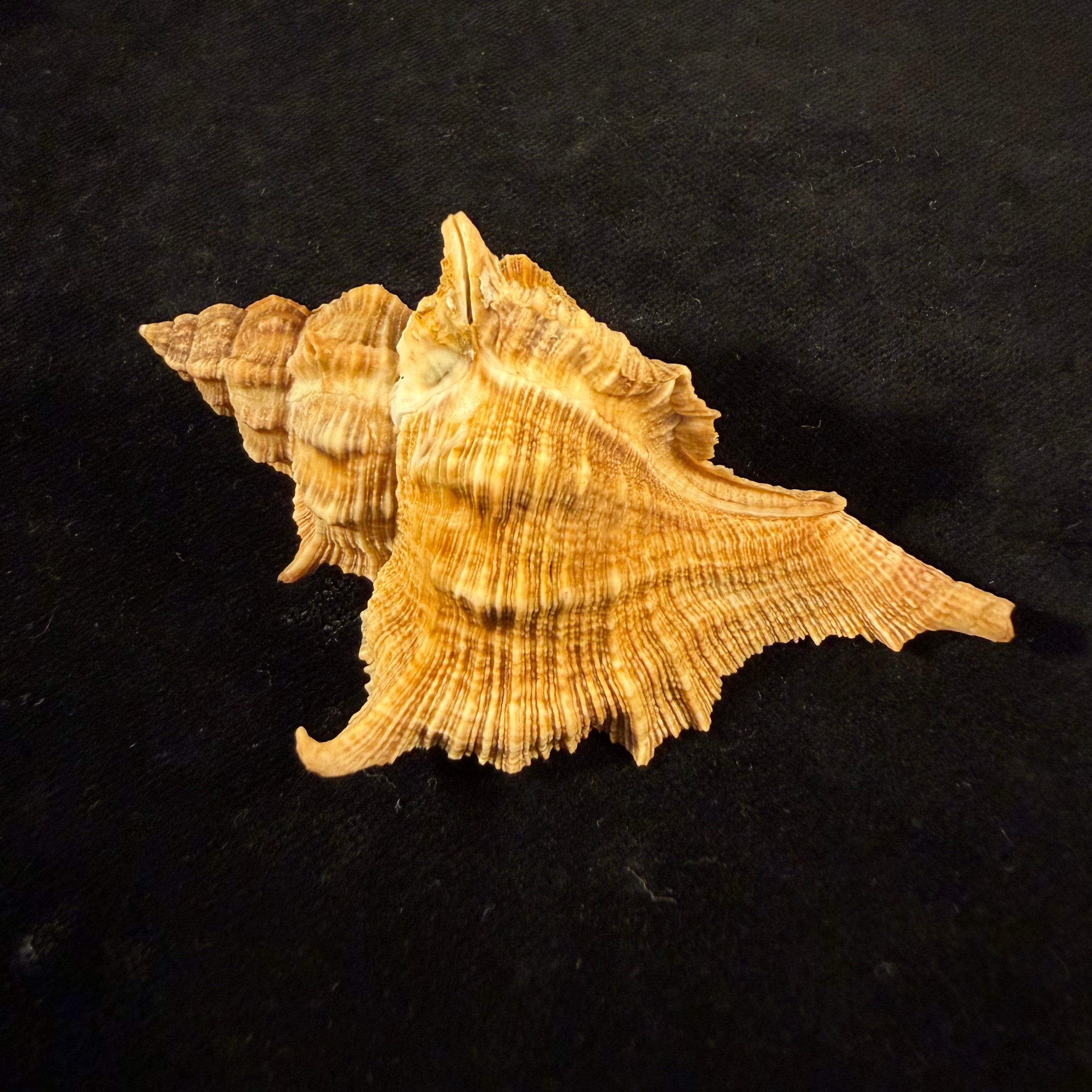 Siratus senegalensis (Gmelin, 1791) - 78mm