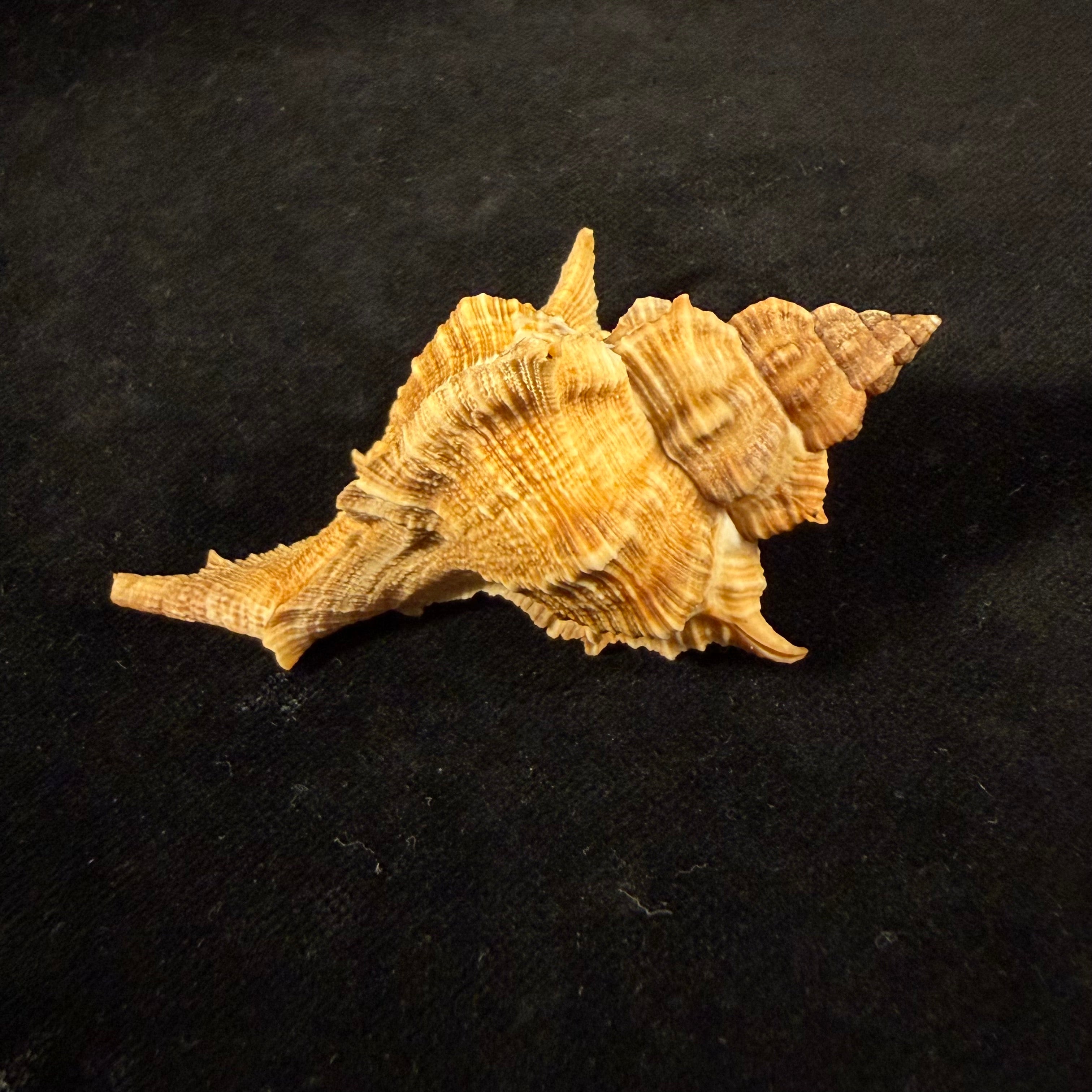 Siratus senegalensis (Gmelin, 1791) - 78mm