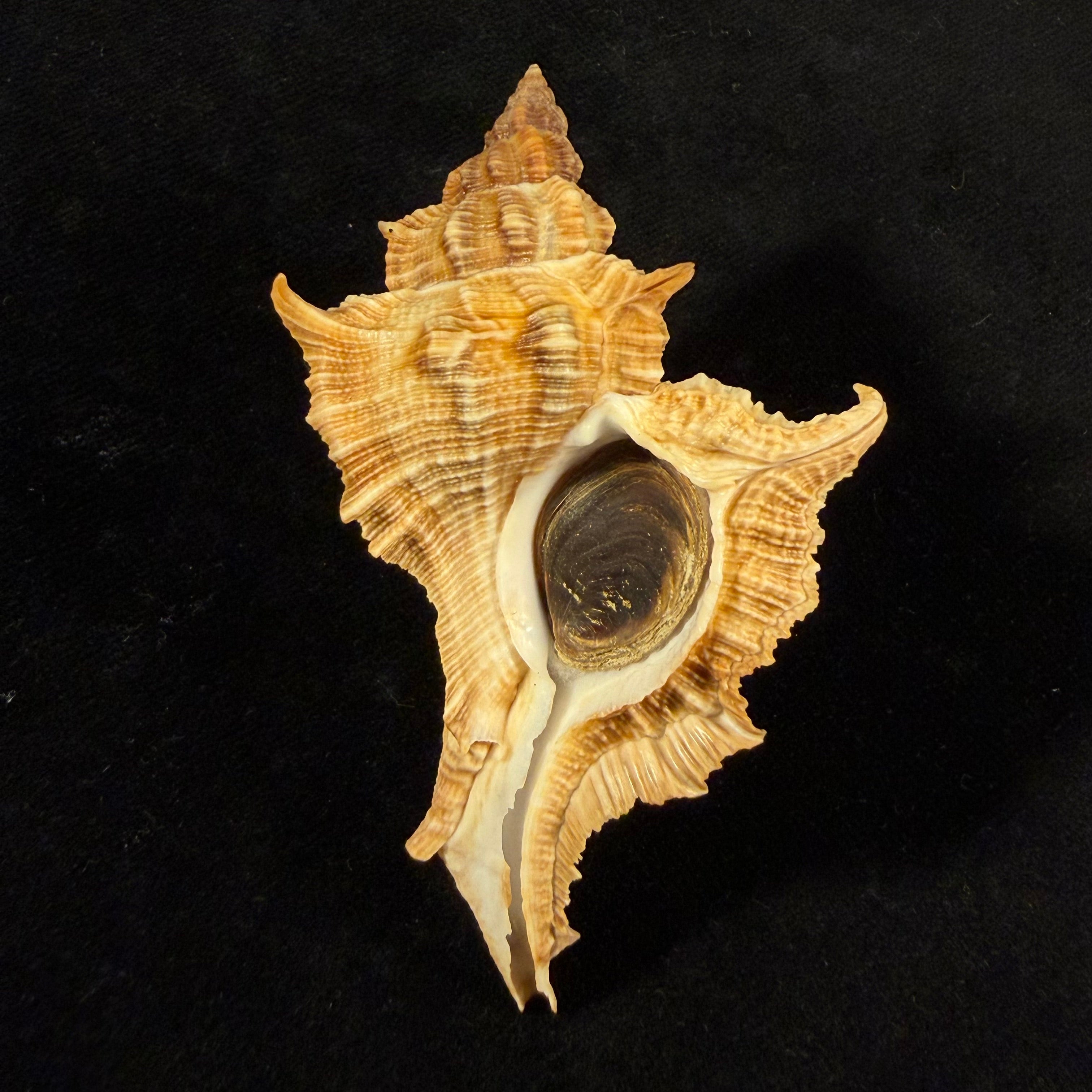 Siratus senegalensis (Gmelin, 1791) - 78mm