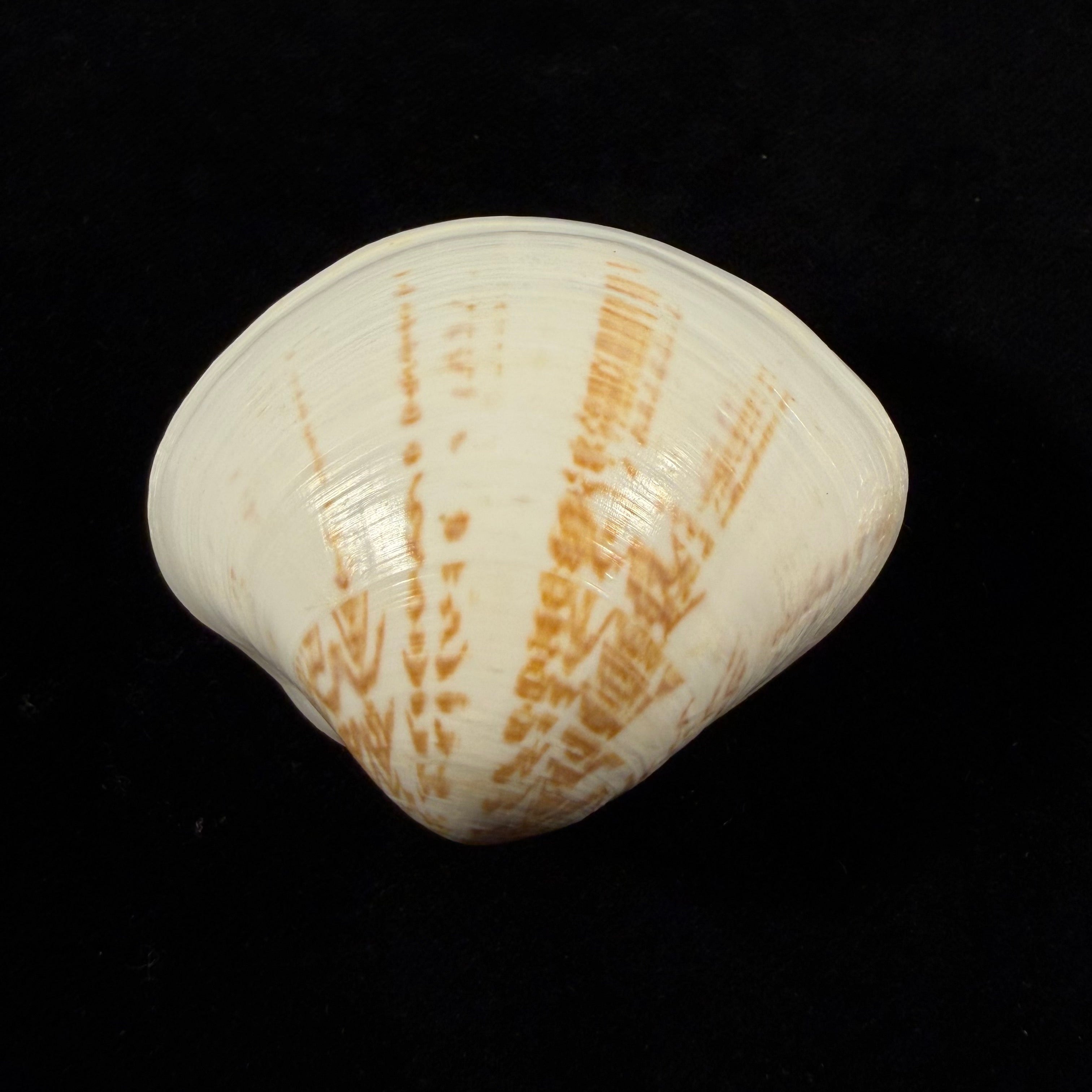 Tivela fulminata (Bory de Saint-Vincent, 1827) - 54,6mm