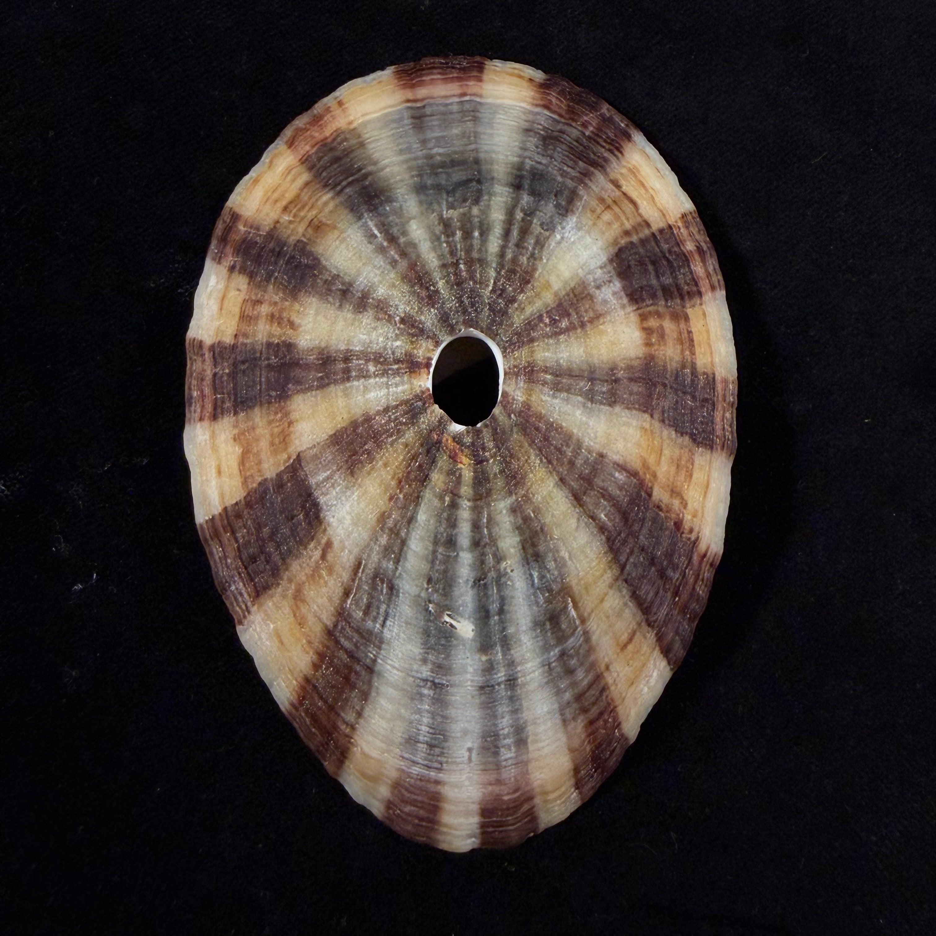 Fissurella pulchra G. B. Sowerby I, 1834 - 104,1mm