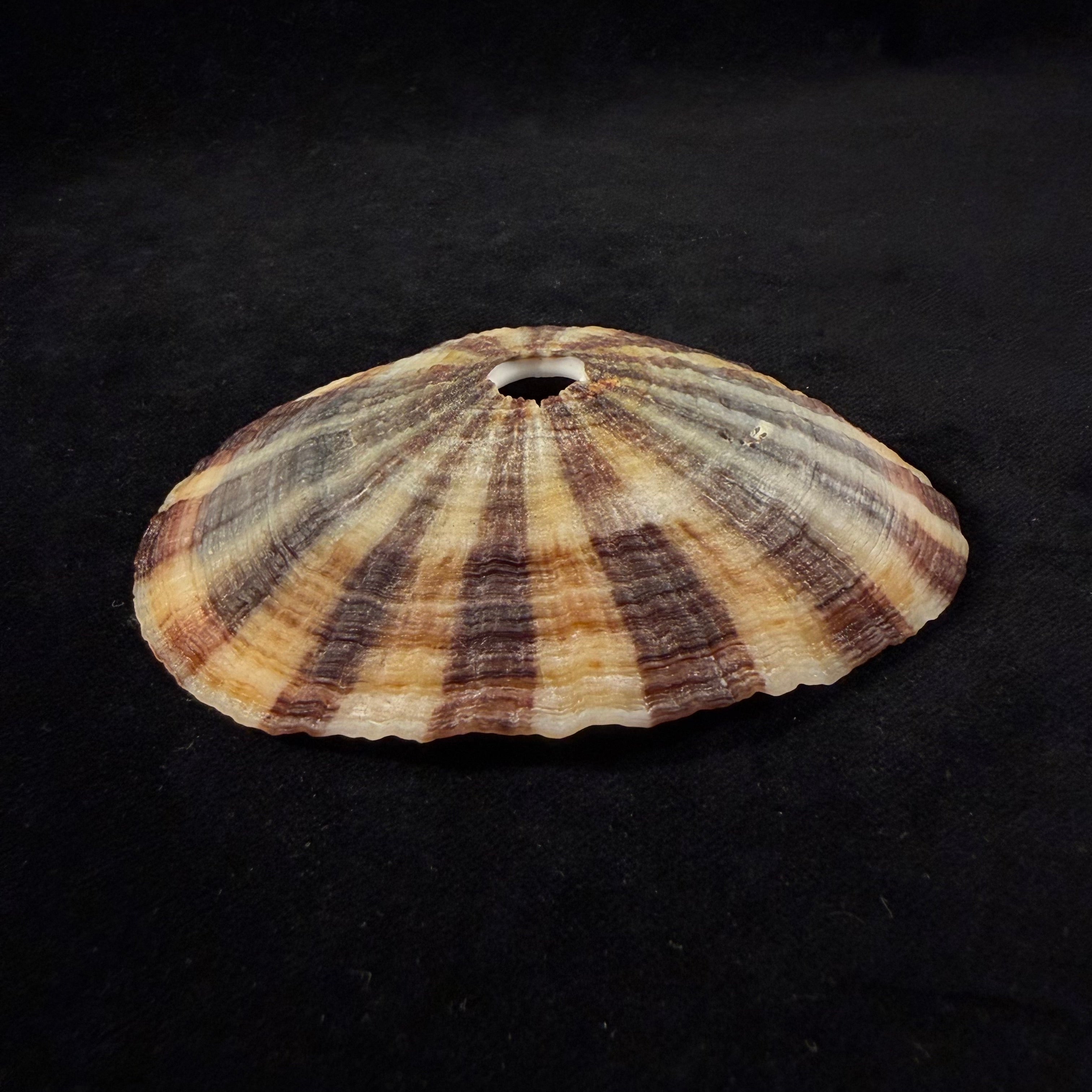 Fissurella pulchra G. B. Sowerby I, 1834 - 104,1mm