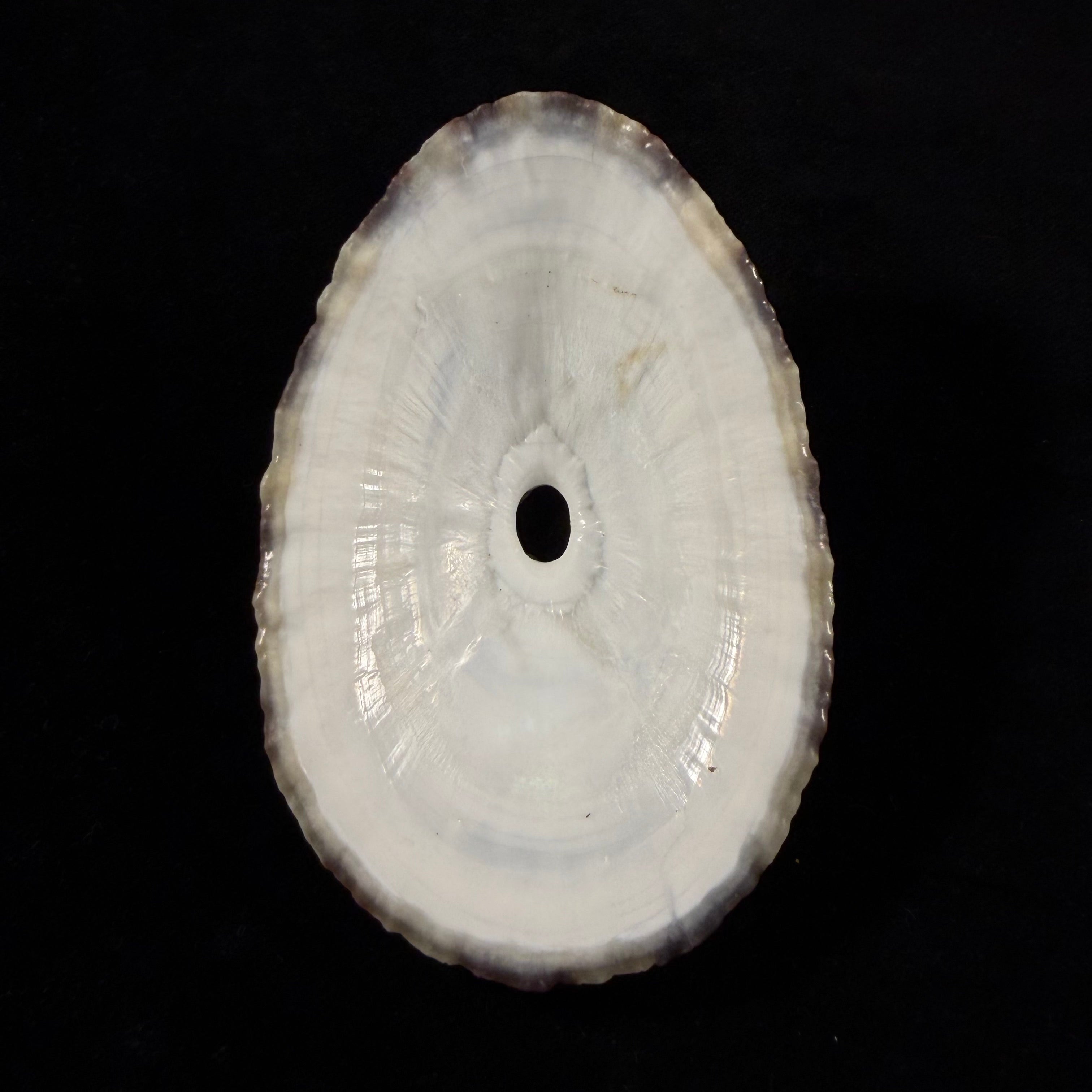 Fissurella pulchra G. B. Sowerby I, 1834 - 104,1mm
