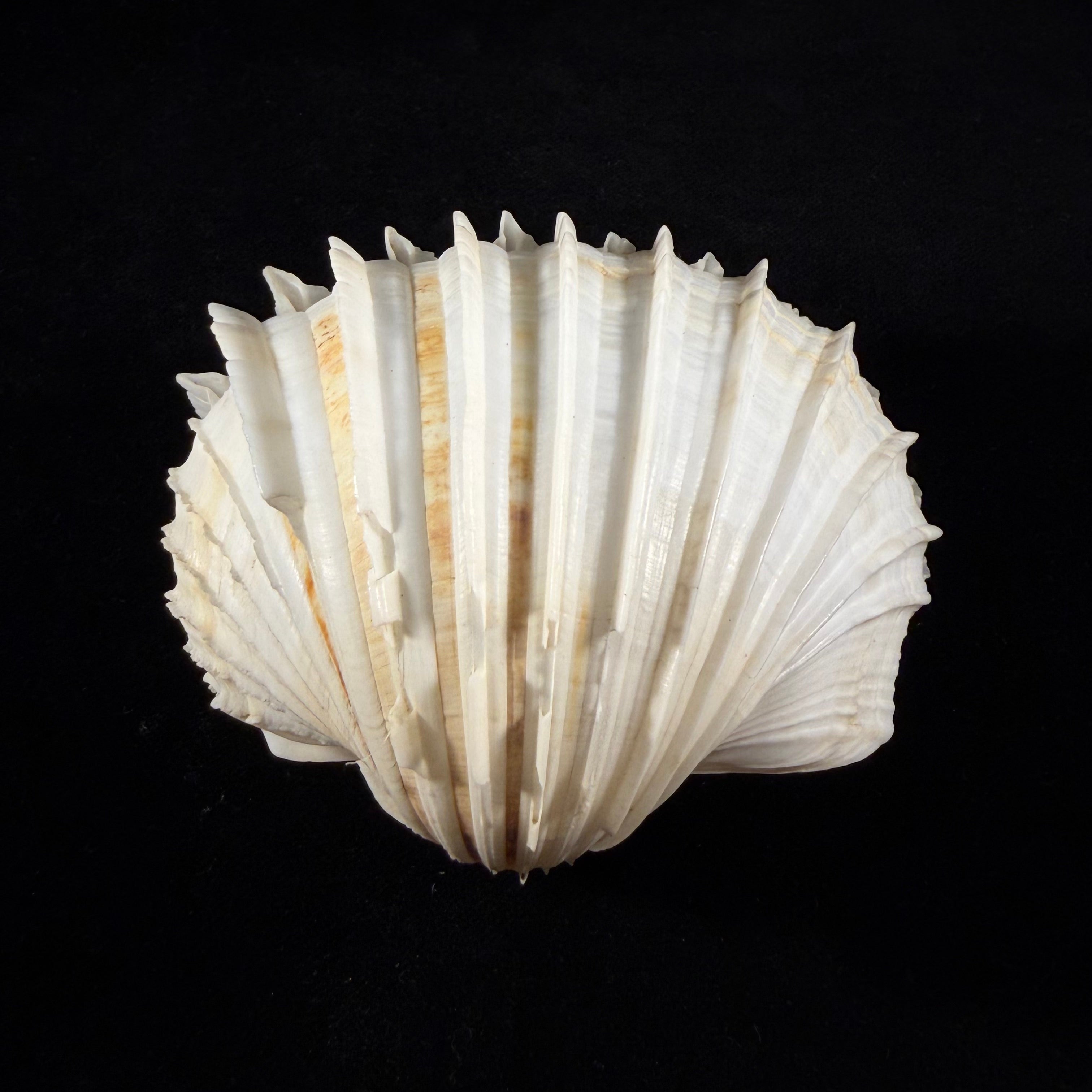 Cardium costatum Linnaeus, 1758 - 78,8mm