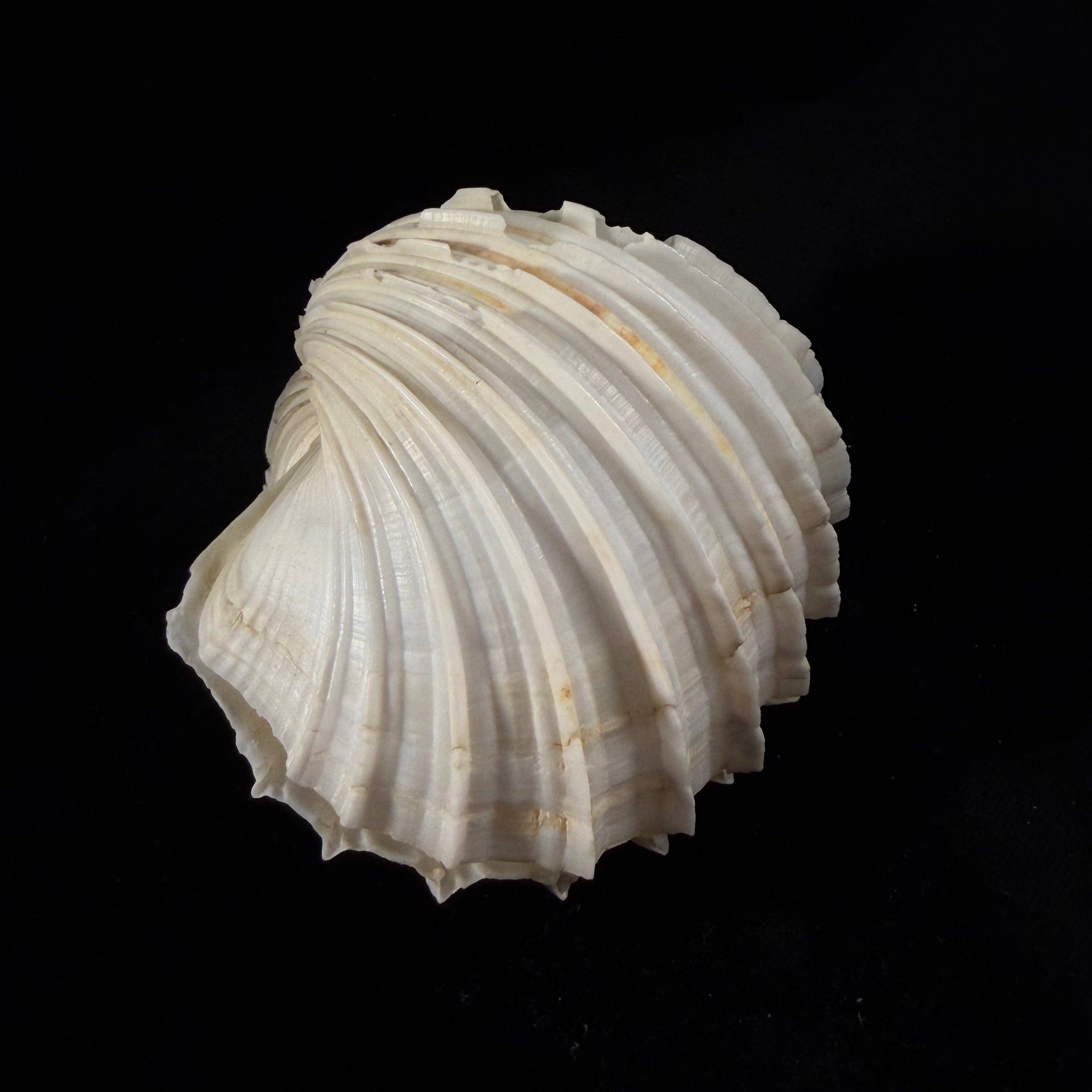 Cardium costatum Linnaeus, 1758 - 78,8mm