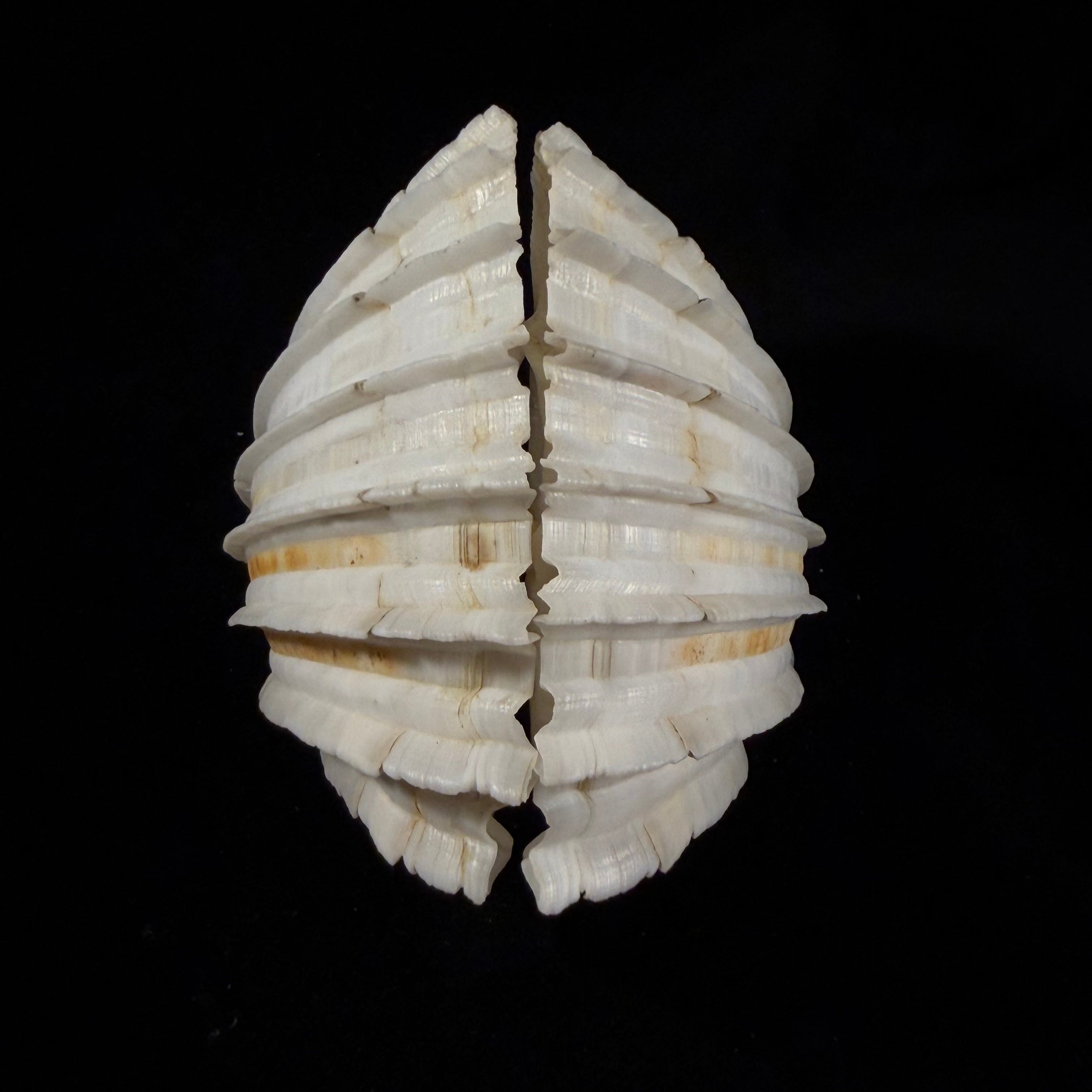 Cardium costatum Linnaeus, 1758 - 78,8mm