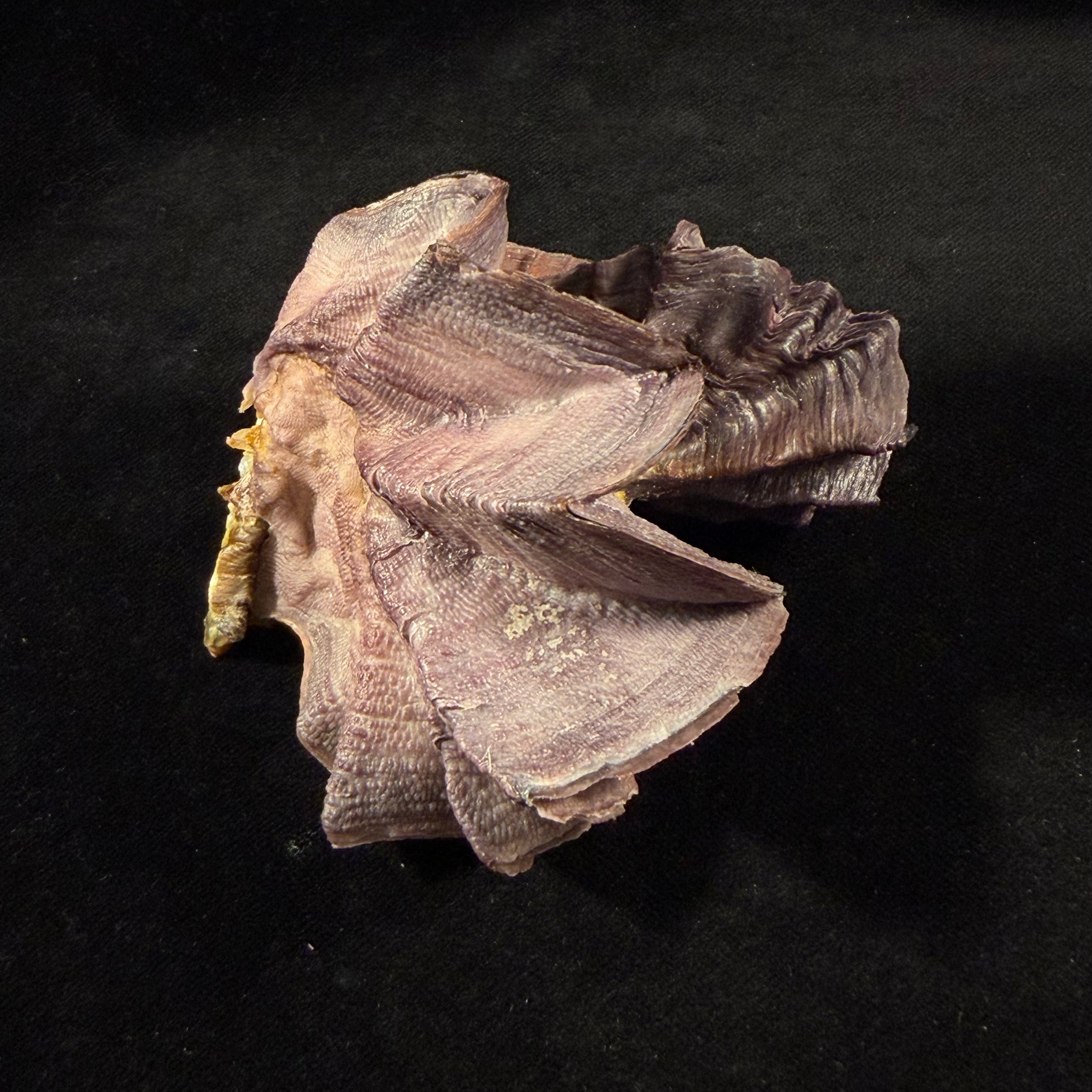 Lopha cristagalli (Linnaeus, 1758) - 98,9mm