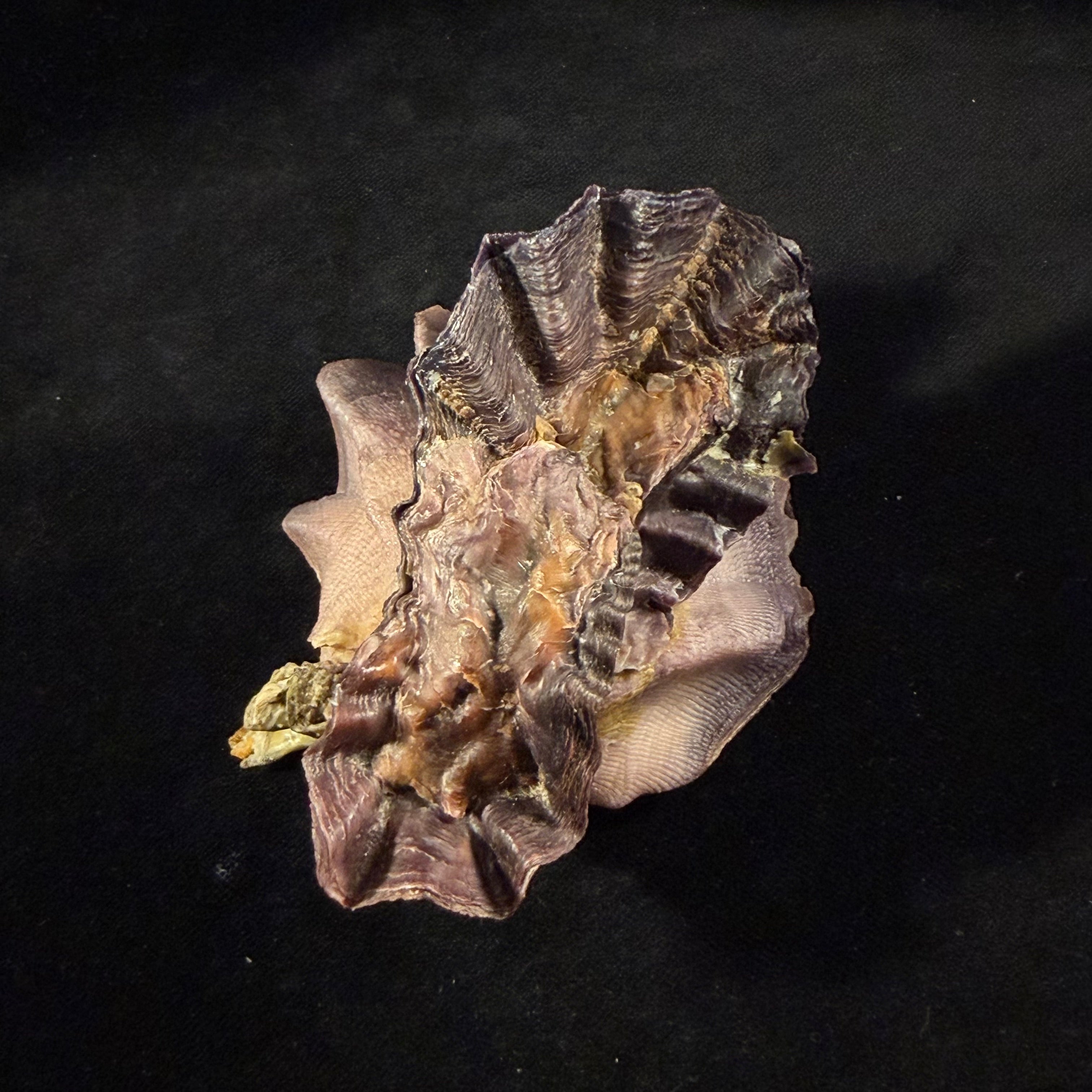 Lopha cristagalli (Linnaeus, 1758) - 98,9mm