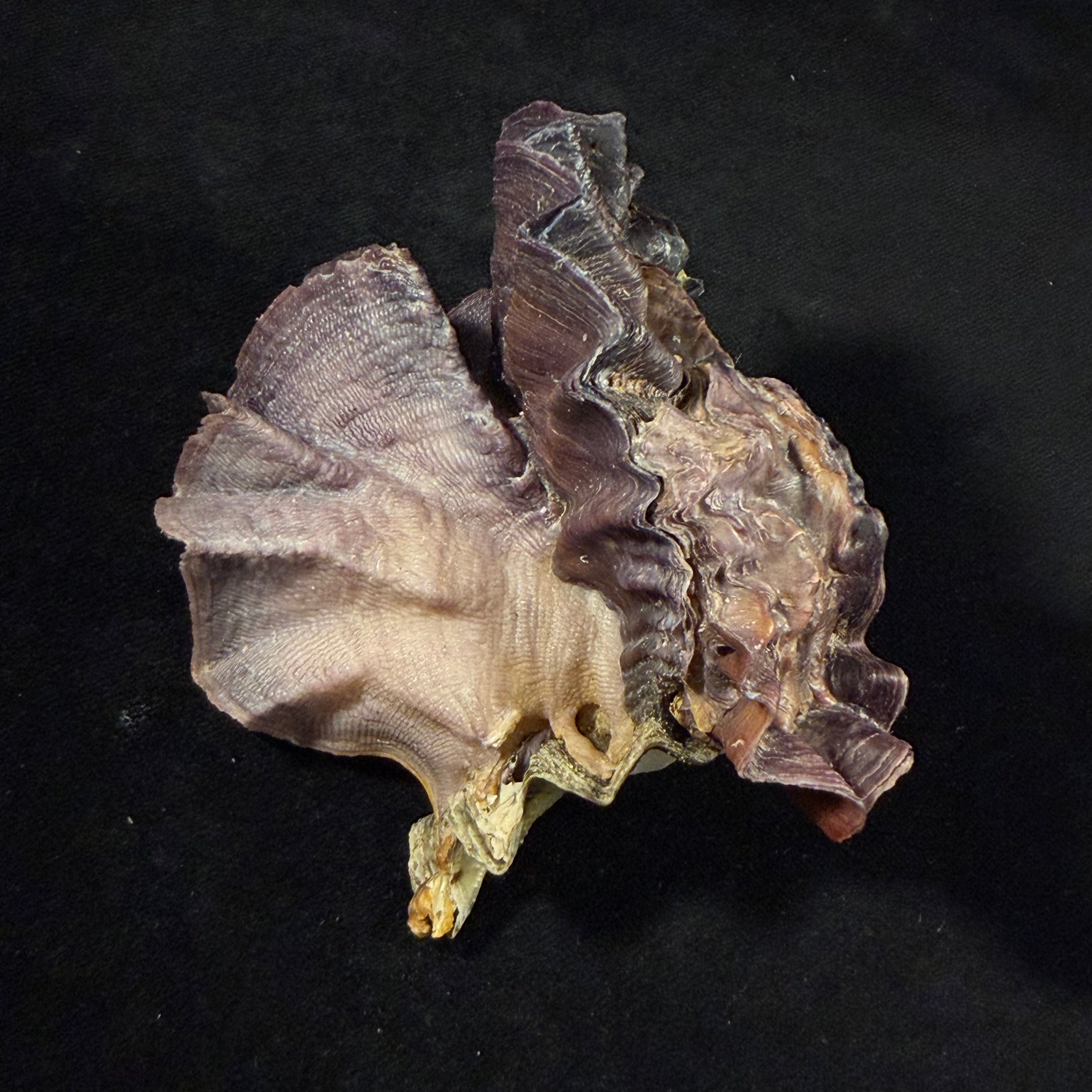 Lopha cristagalli (Linnaeus, 1758) - 98,9mm