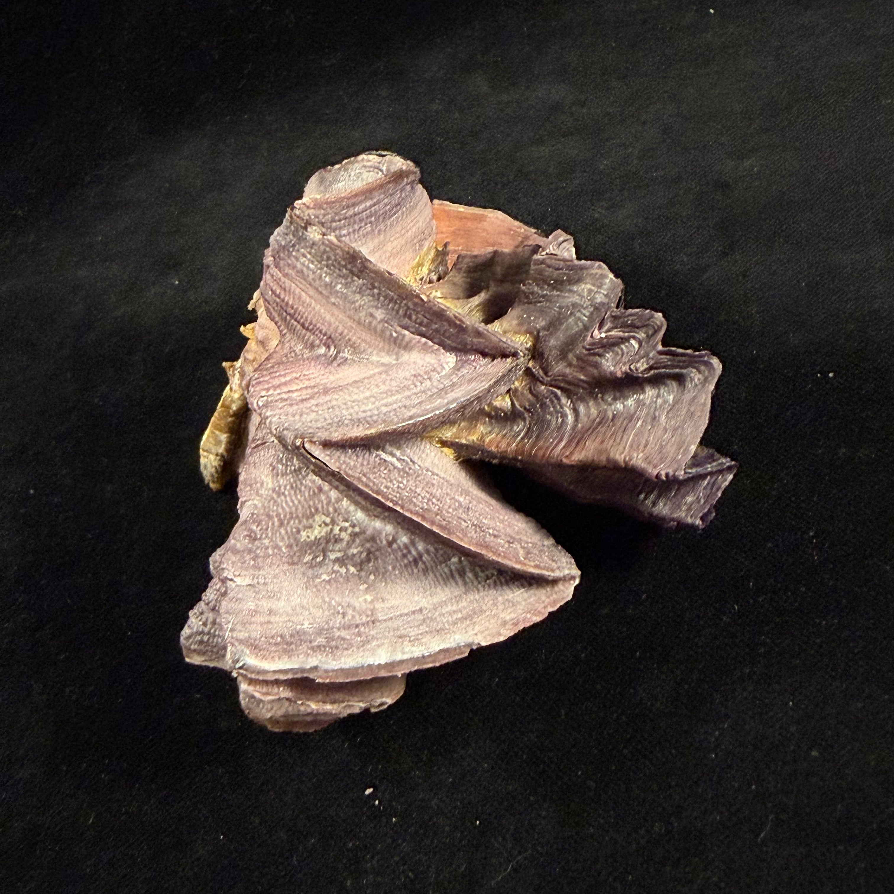 Lopha cristagalli (Linnaeus, 1758) - 98,9mm