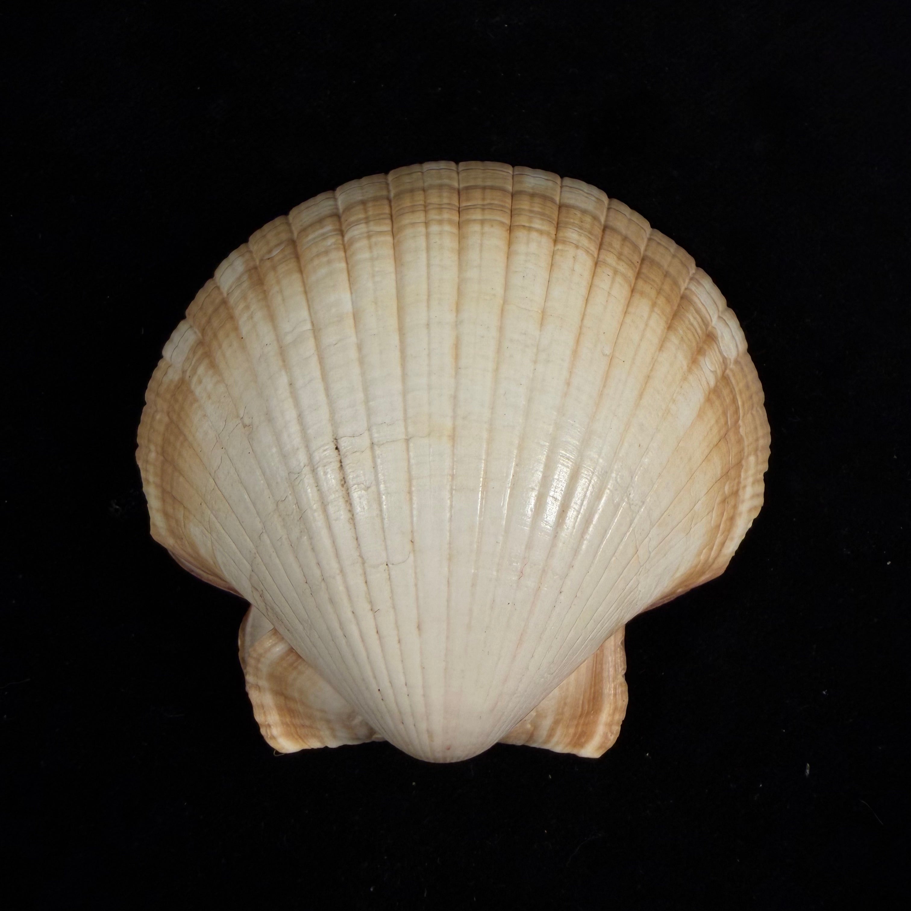 Euvola ziczac (Linnaeus, 1758) - 68,9mm