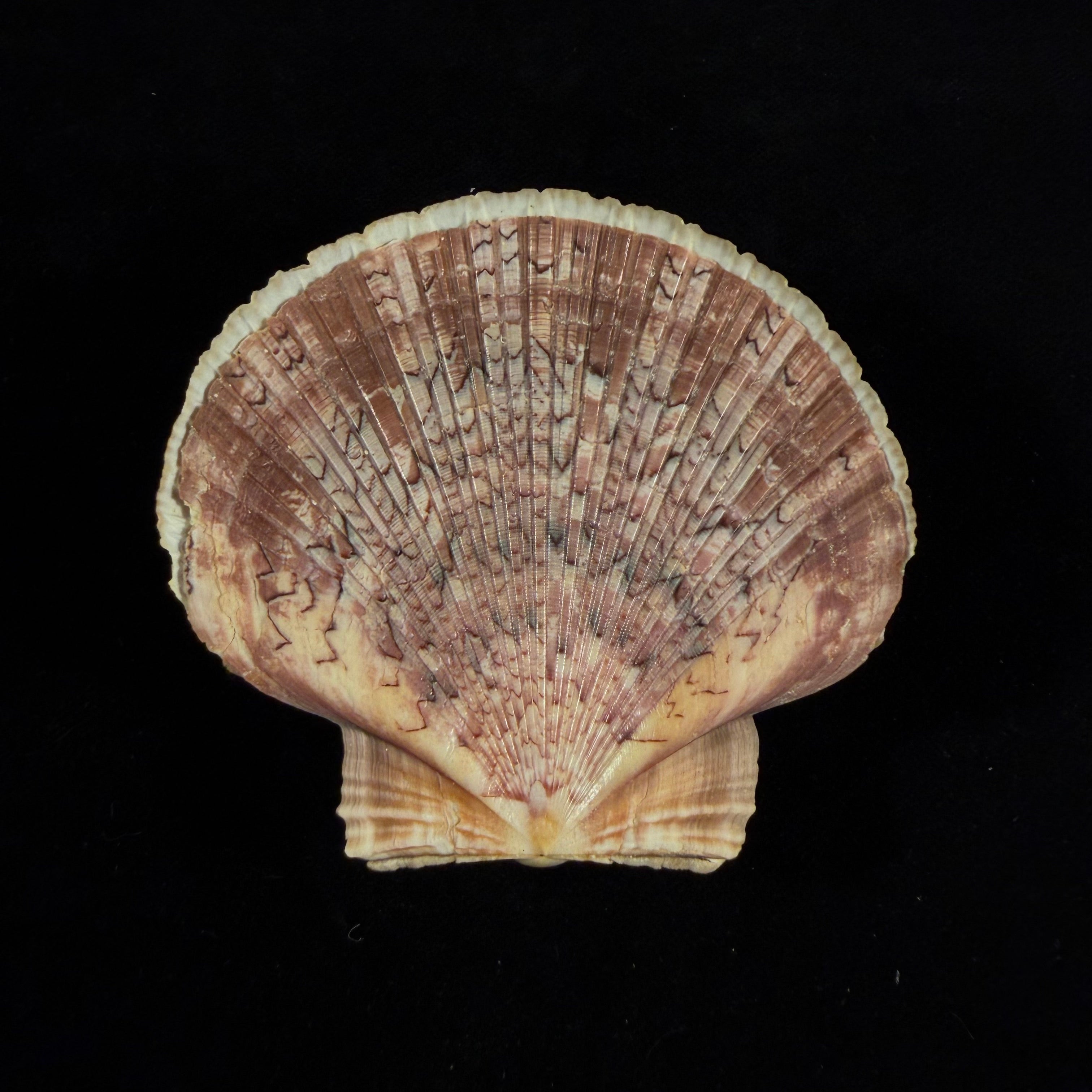 Euvola ziczac (Linnaeus, 1758) - 68,9mm