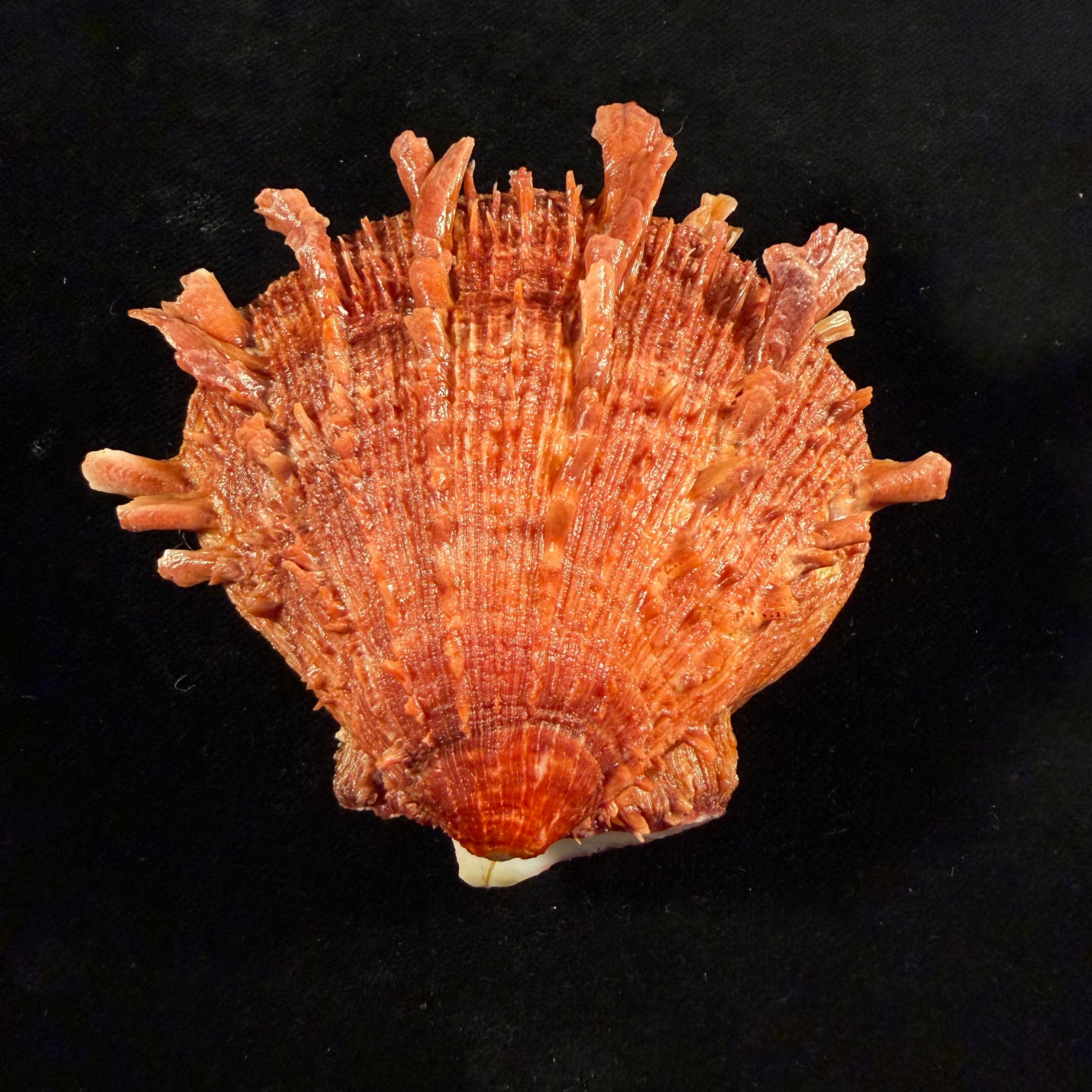 Spondylus ictericus Reeve, 1856 - 82,3mm