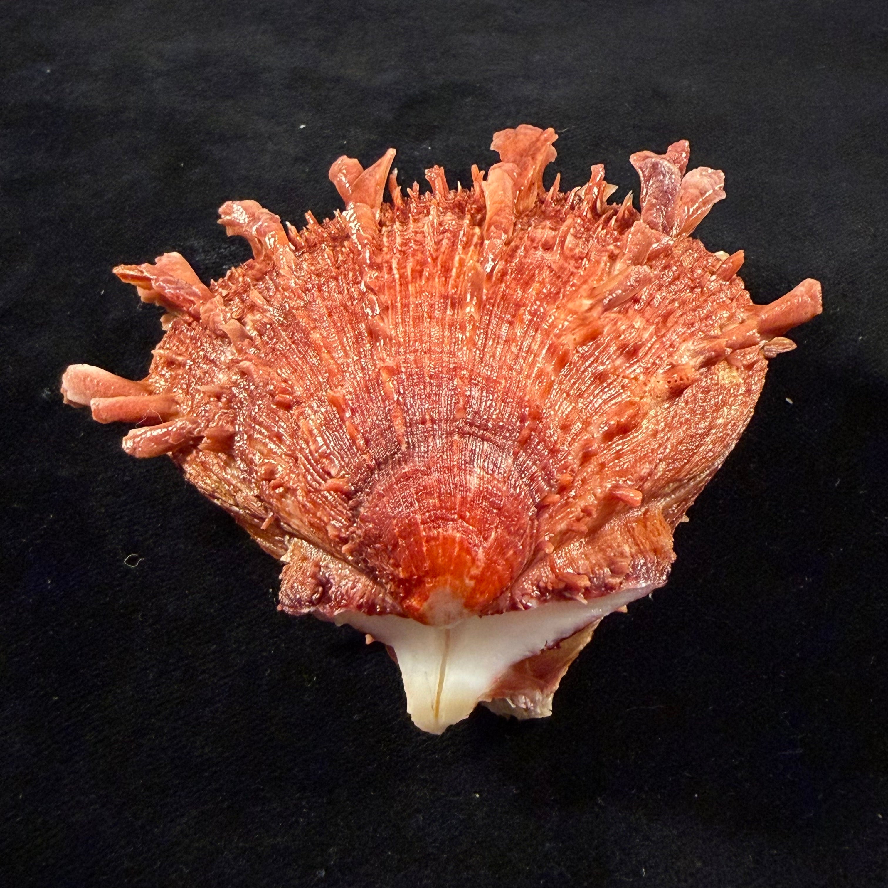 Spondylus ictericus Reeve, 1856 - 82,3mm