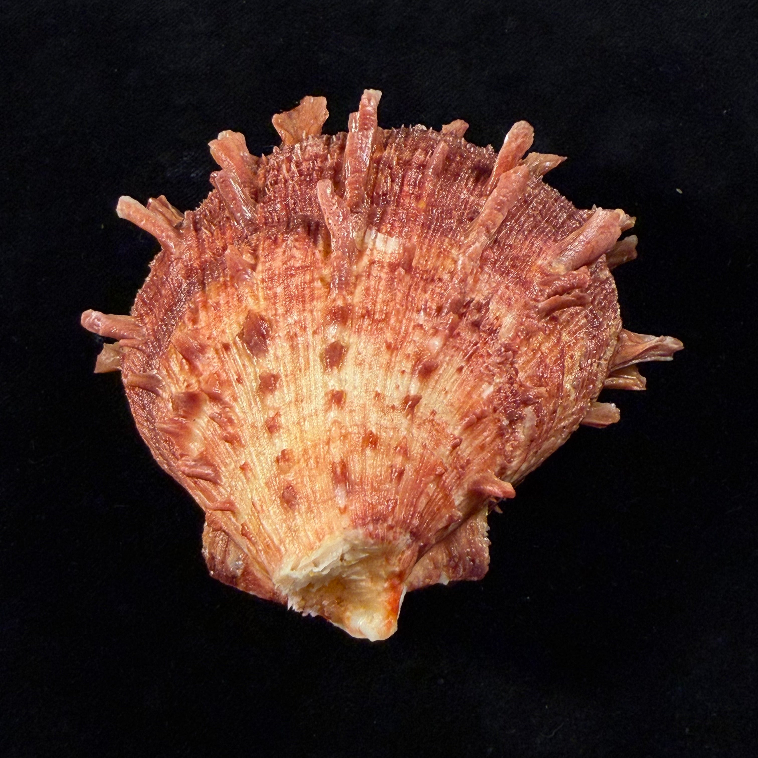 Spondylus ictericus Reeve, 1856 - 82,3mm