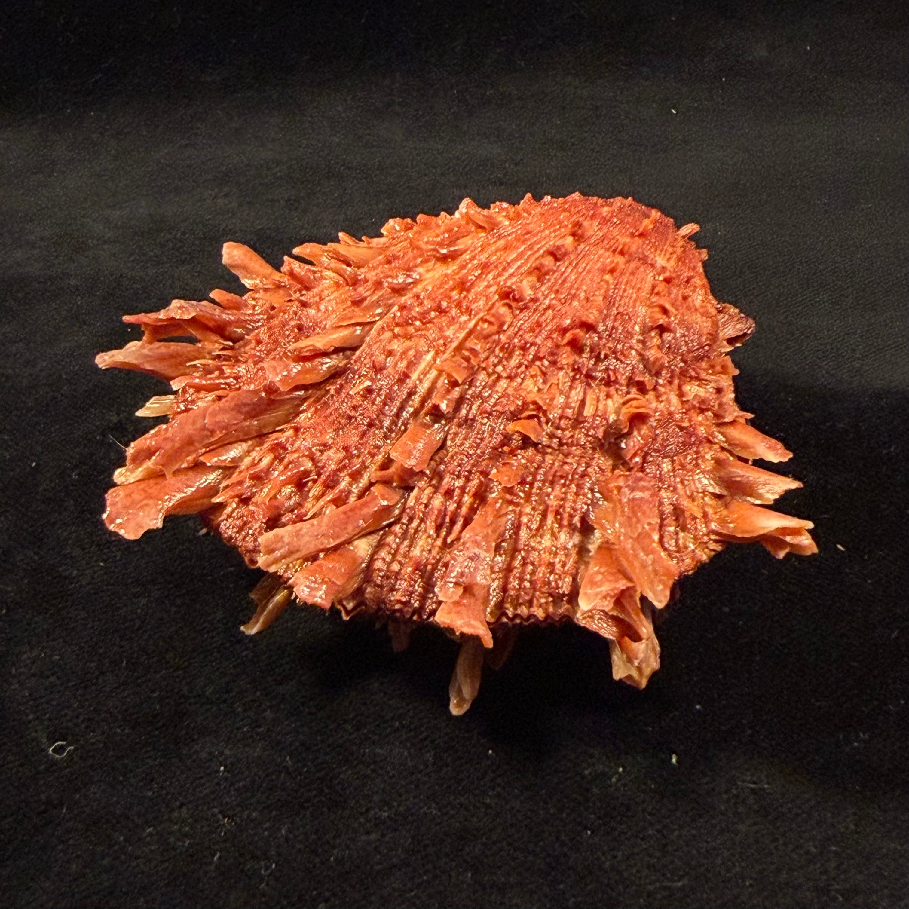 Spondylus ictericus Reeve, 1856 - 82,3mm