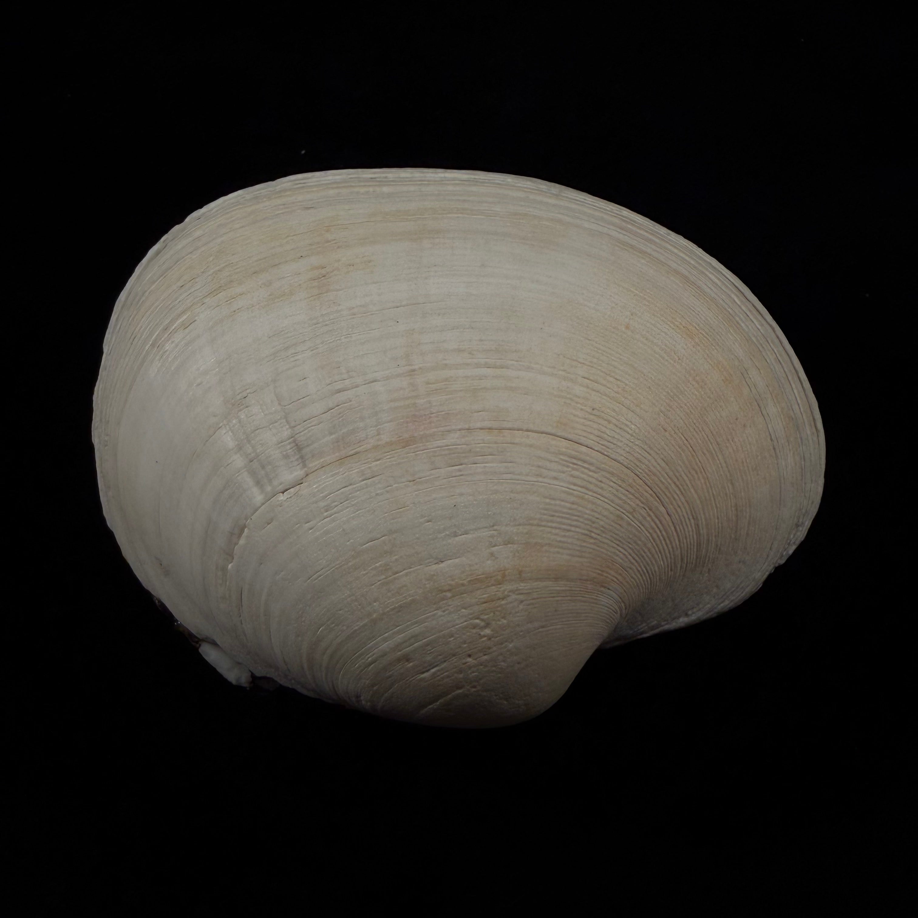 Eurhomalea rufa (Lamarck, 1818) - 104,1mm