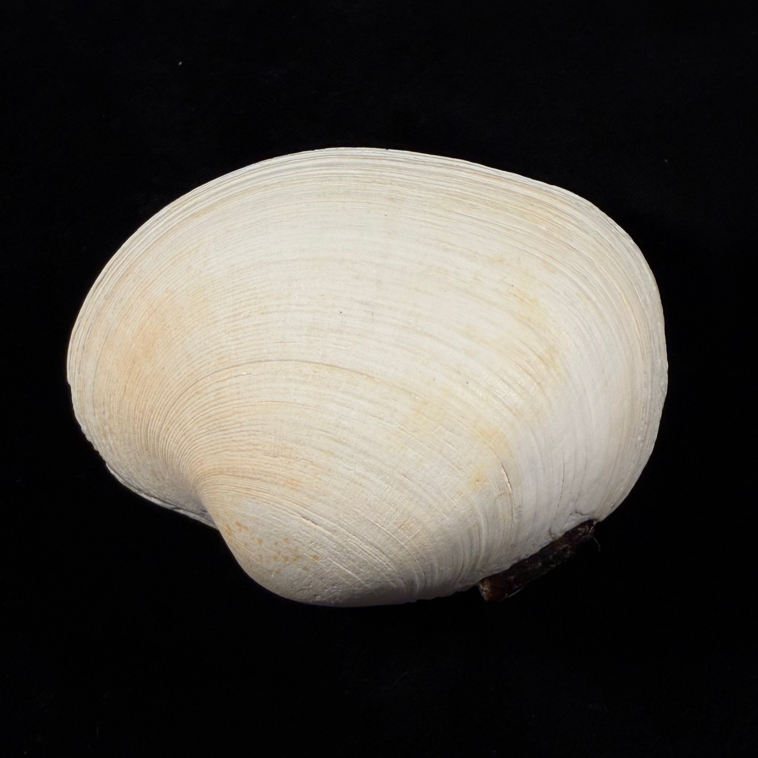 Eurhomalea rufa (Lamarck, 1818) - 104,1mm