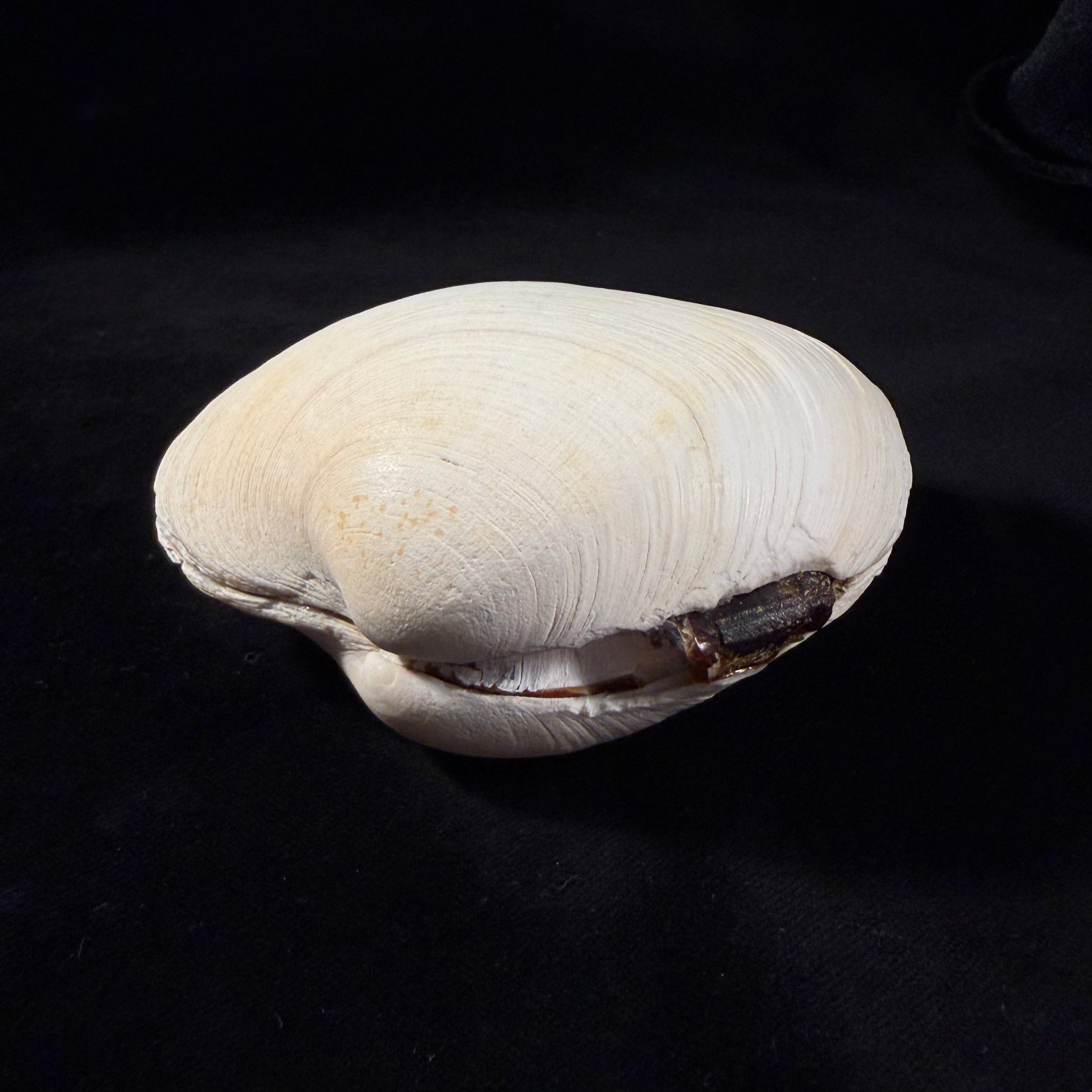 Eurhomalea rufa (Lamarck, 1818) - 104,1mm