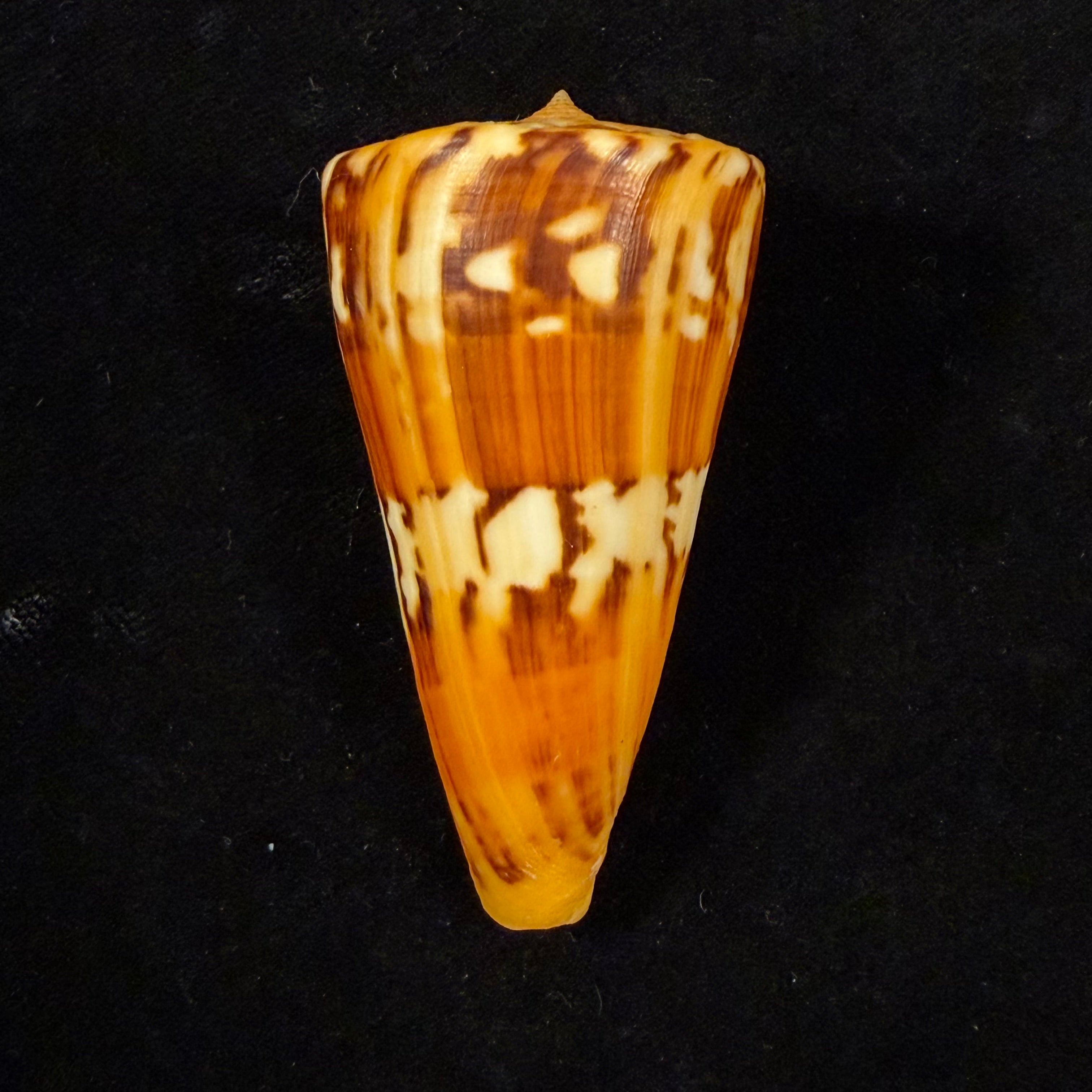 Conus riosi Petuch, 1986 - 60,9mm