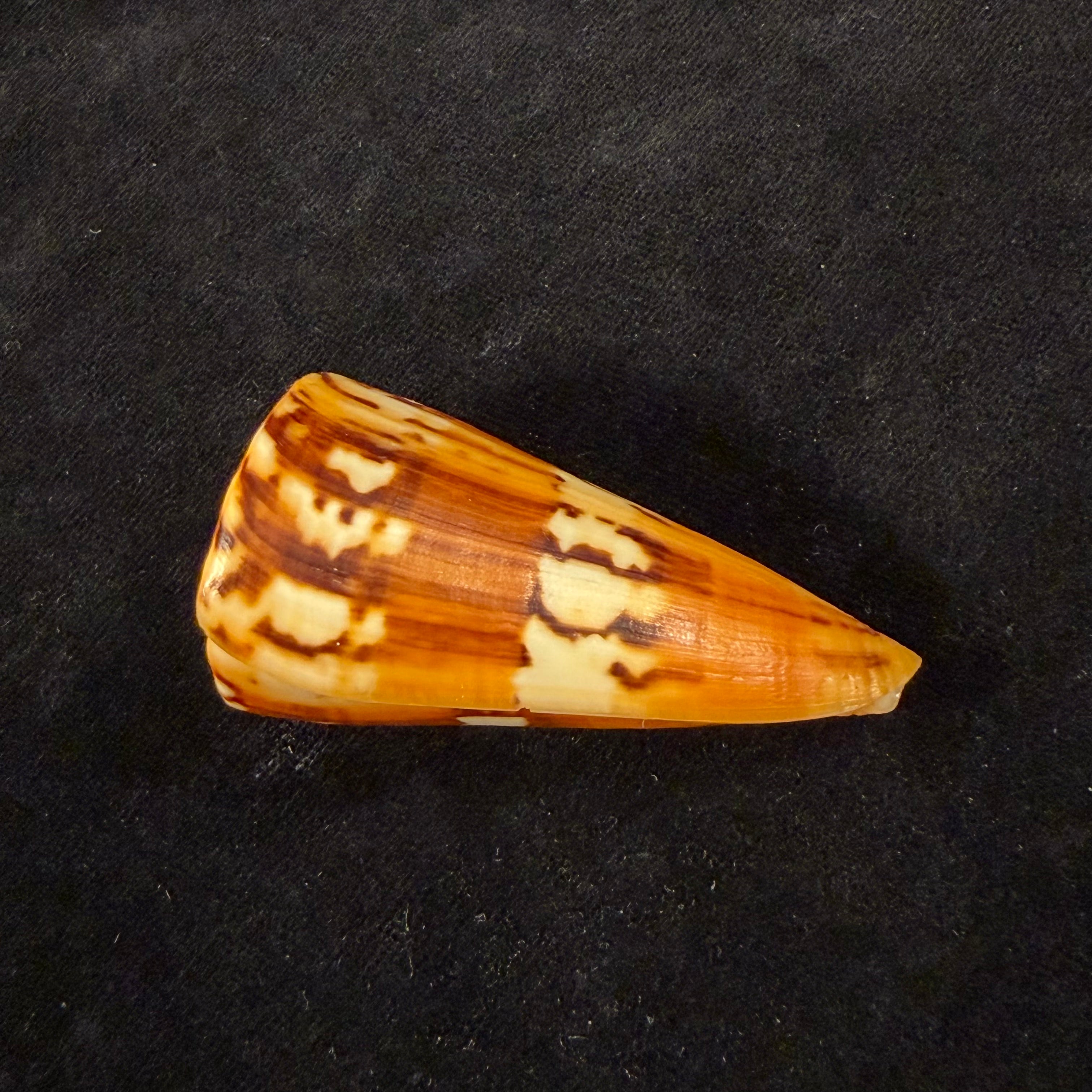 Conus riosi Petuch, 1986 - 60,9mm
